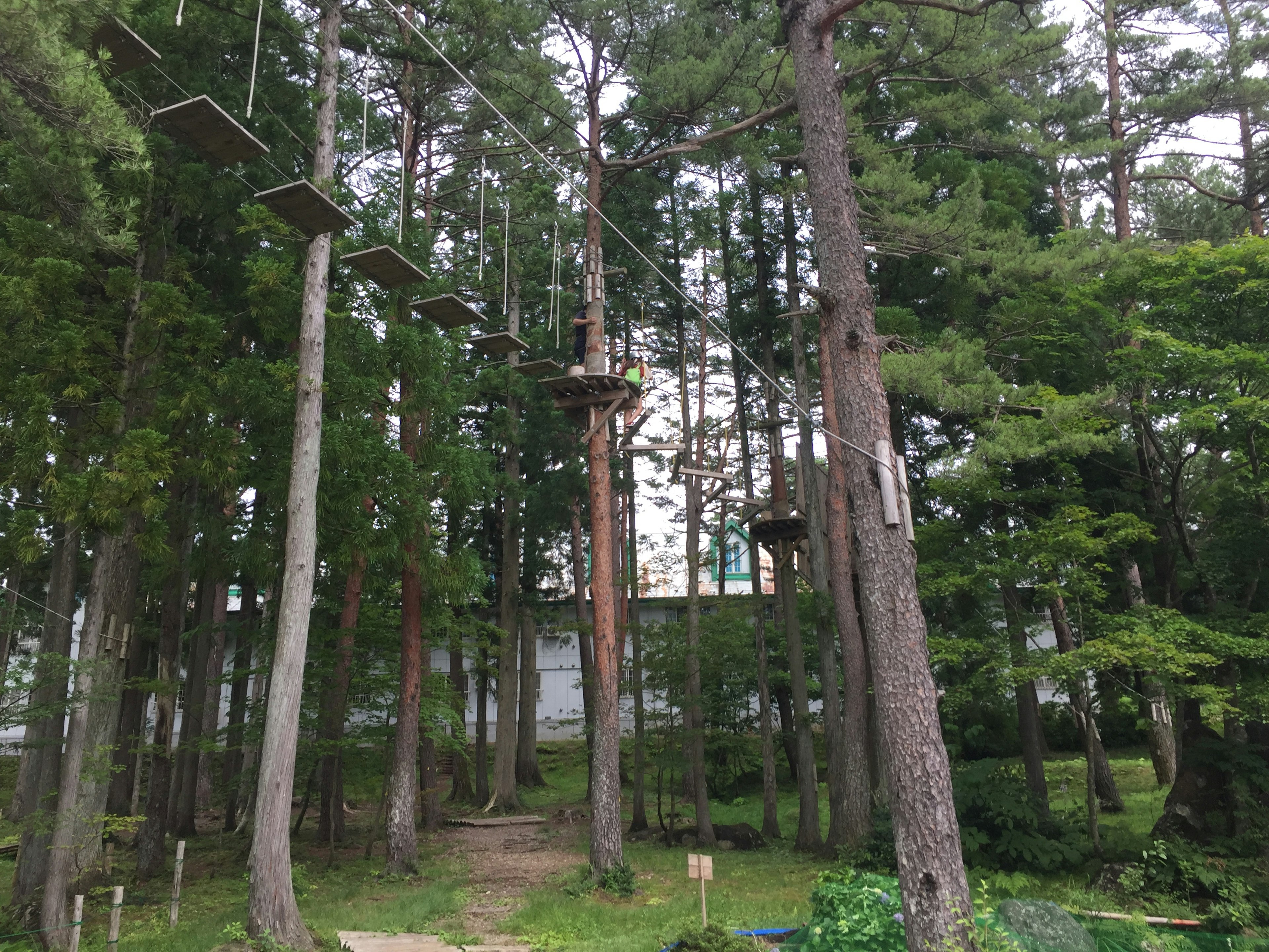 Adventure course among tall trees with hanging platforms