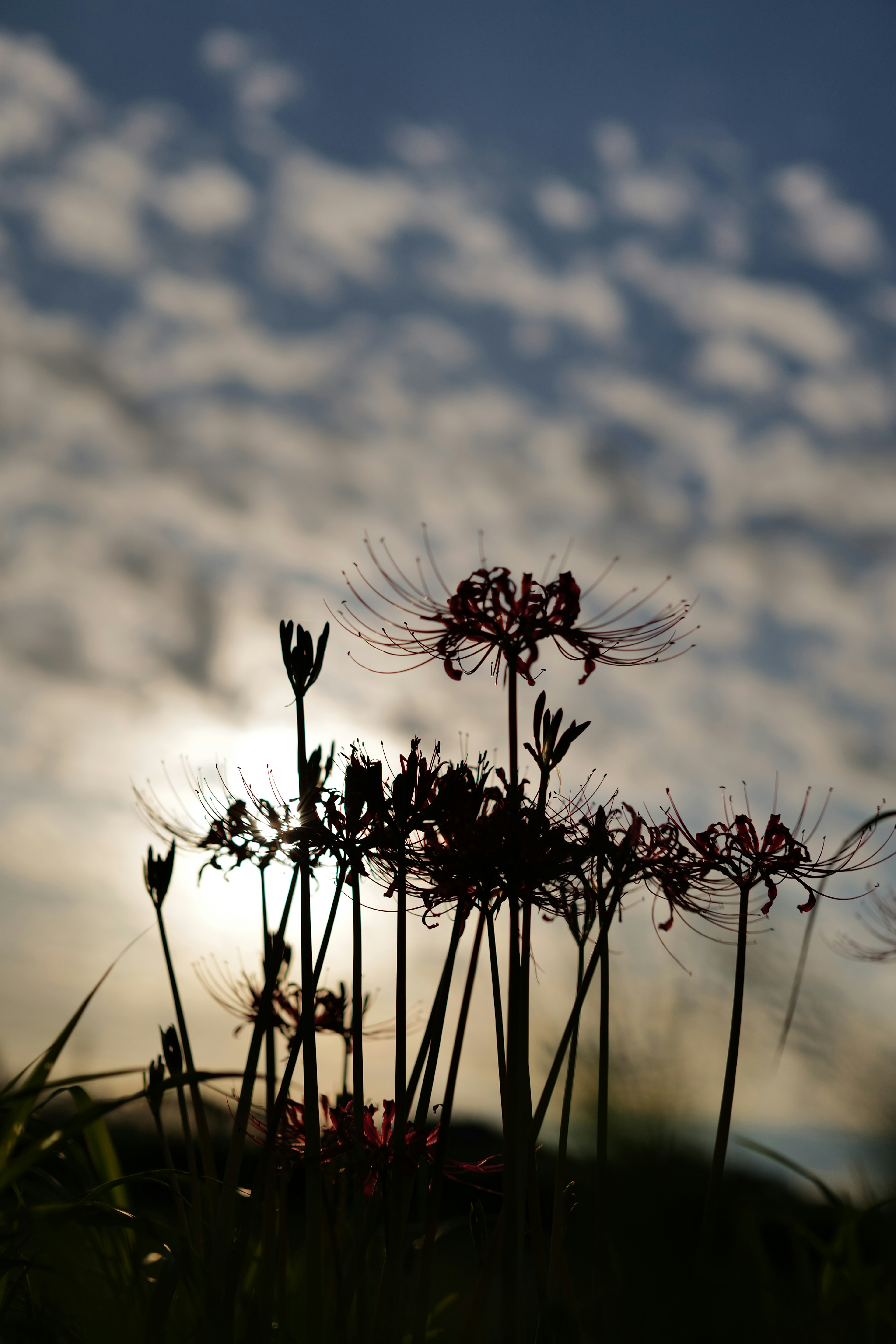 夕日の背後にシルエットとして浮かび上がる花々と雲