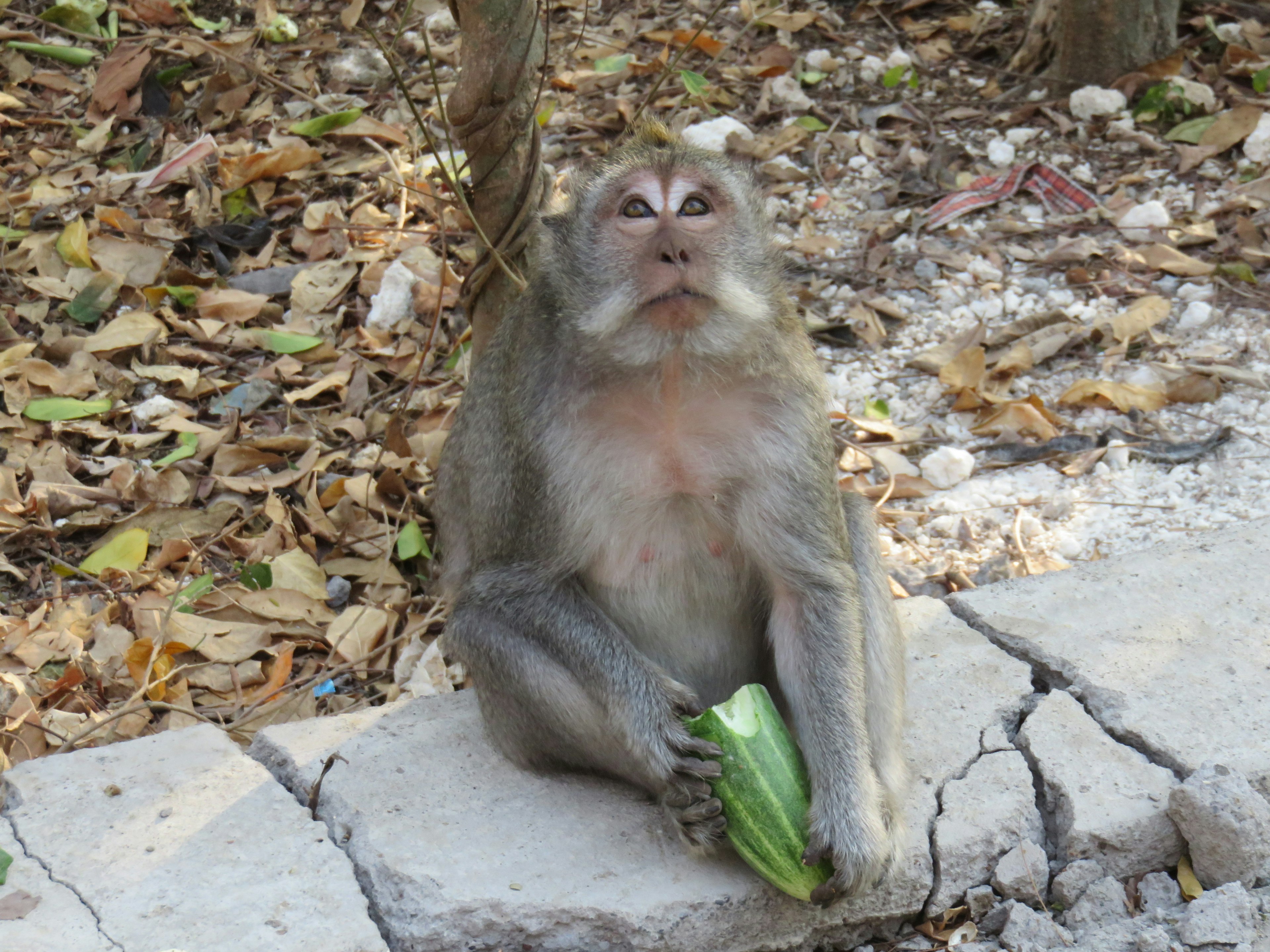 A monkey sitting on a stone path holding a leaf surrounded by fallen leaves