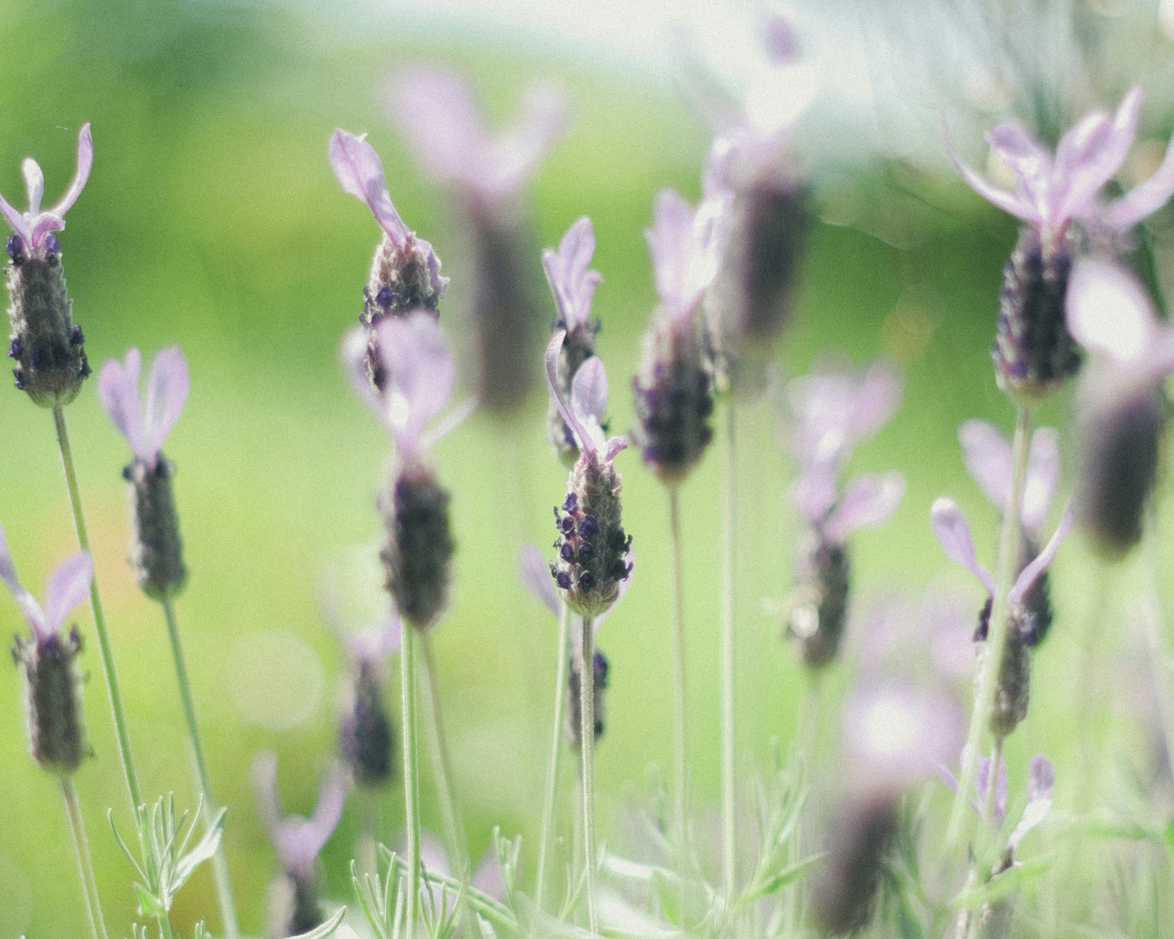 Bunga lavender mekar dalam nuansa ungu lembut