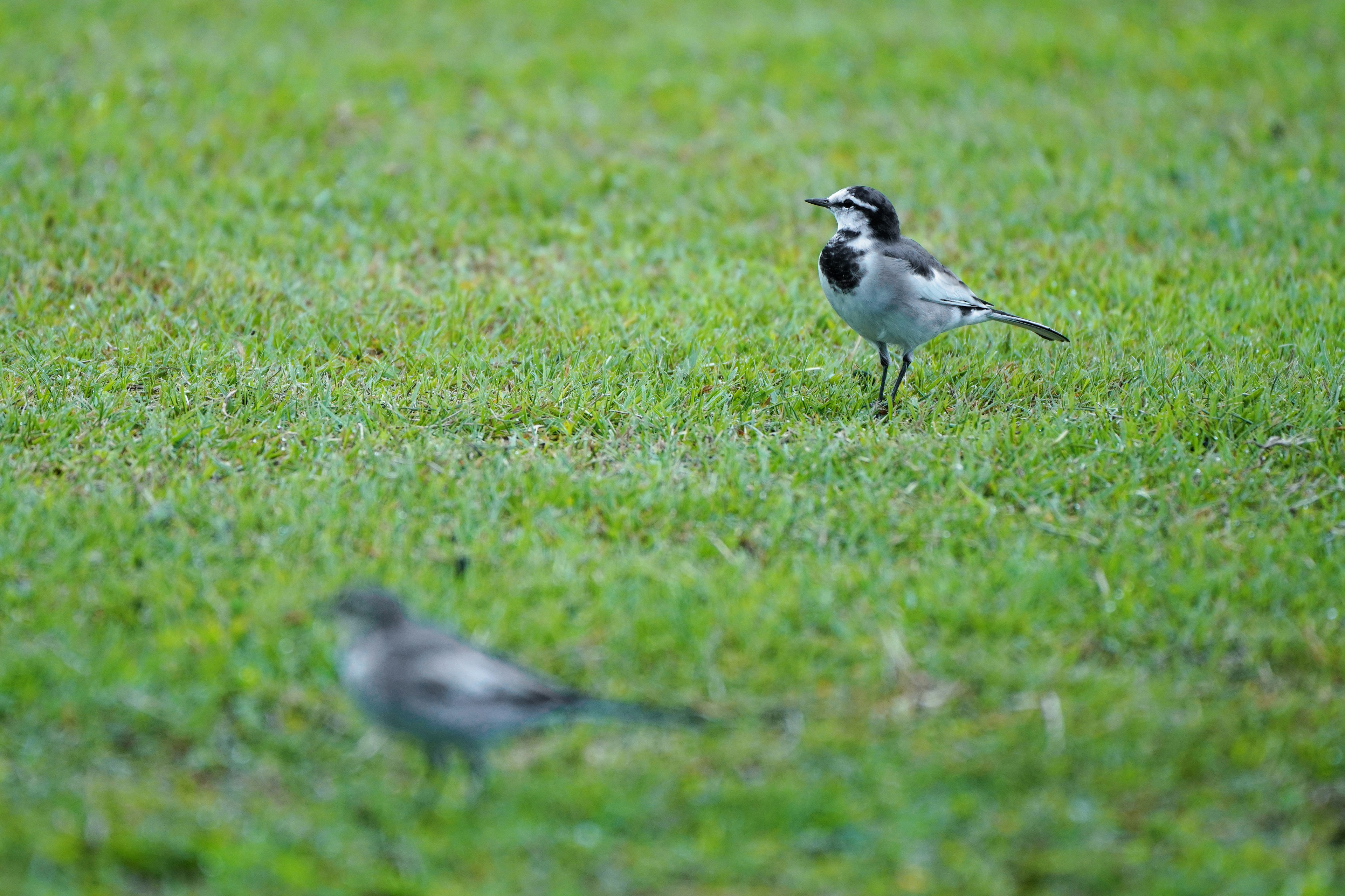 Ein schwarz-weißer Vogel steht auf grünem Gras mit einem verschwommenen Vogel im Hintergrund