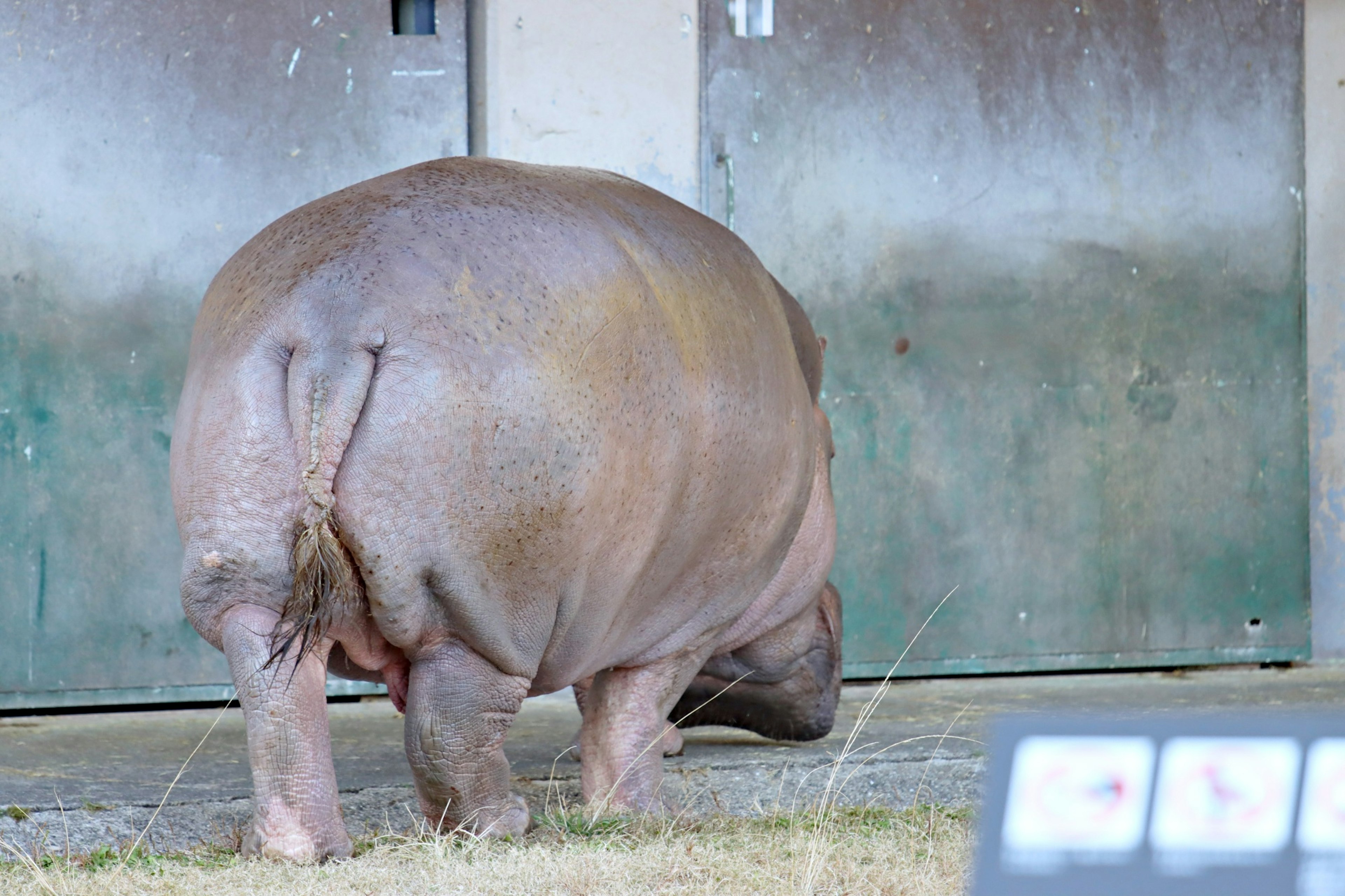 Hippopotame de dos face à une porte