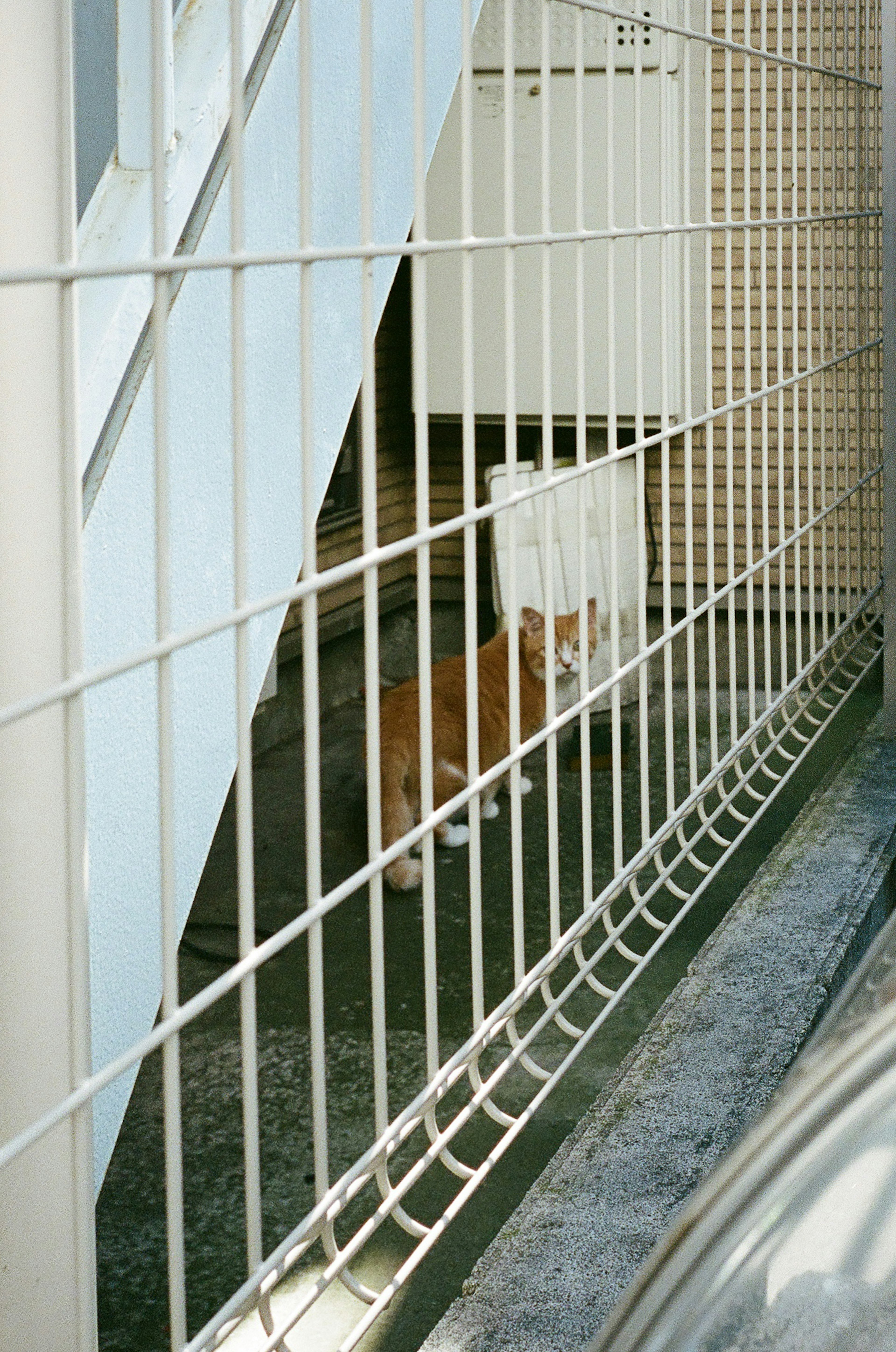 Un chat orange visible à travers une clôture sous un escalier