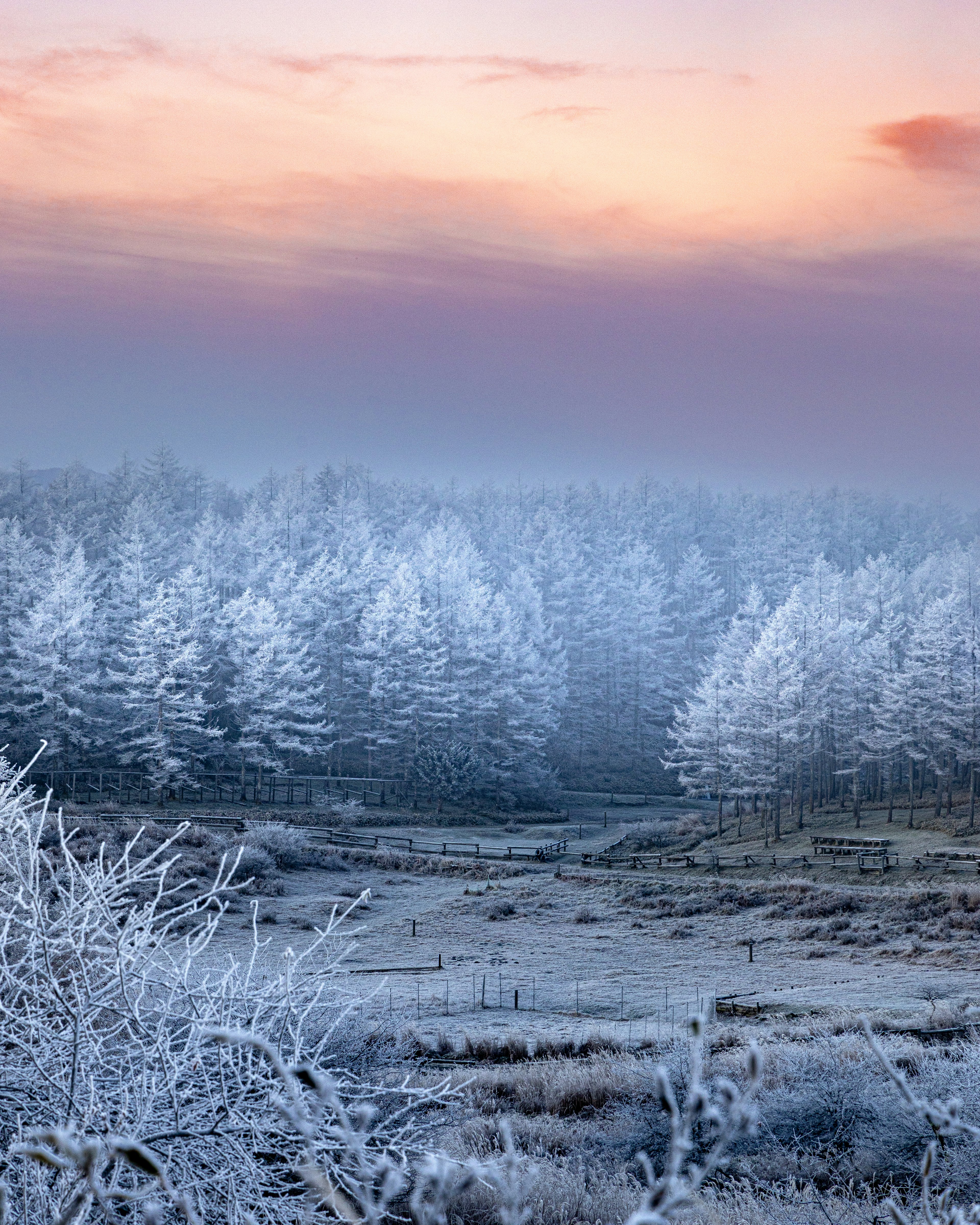 Von Frost bedeckte Bäume in einer nebligen Landschaft mit einem sanften Sonnenaufgangshimmel