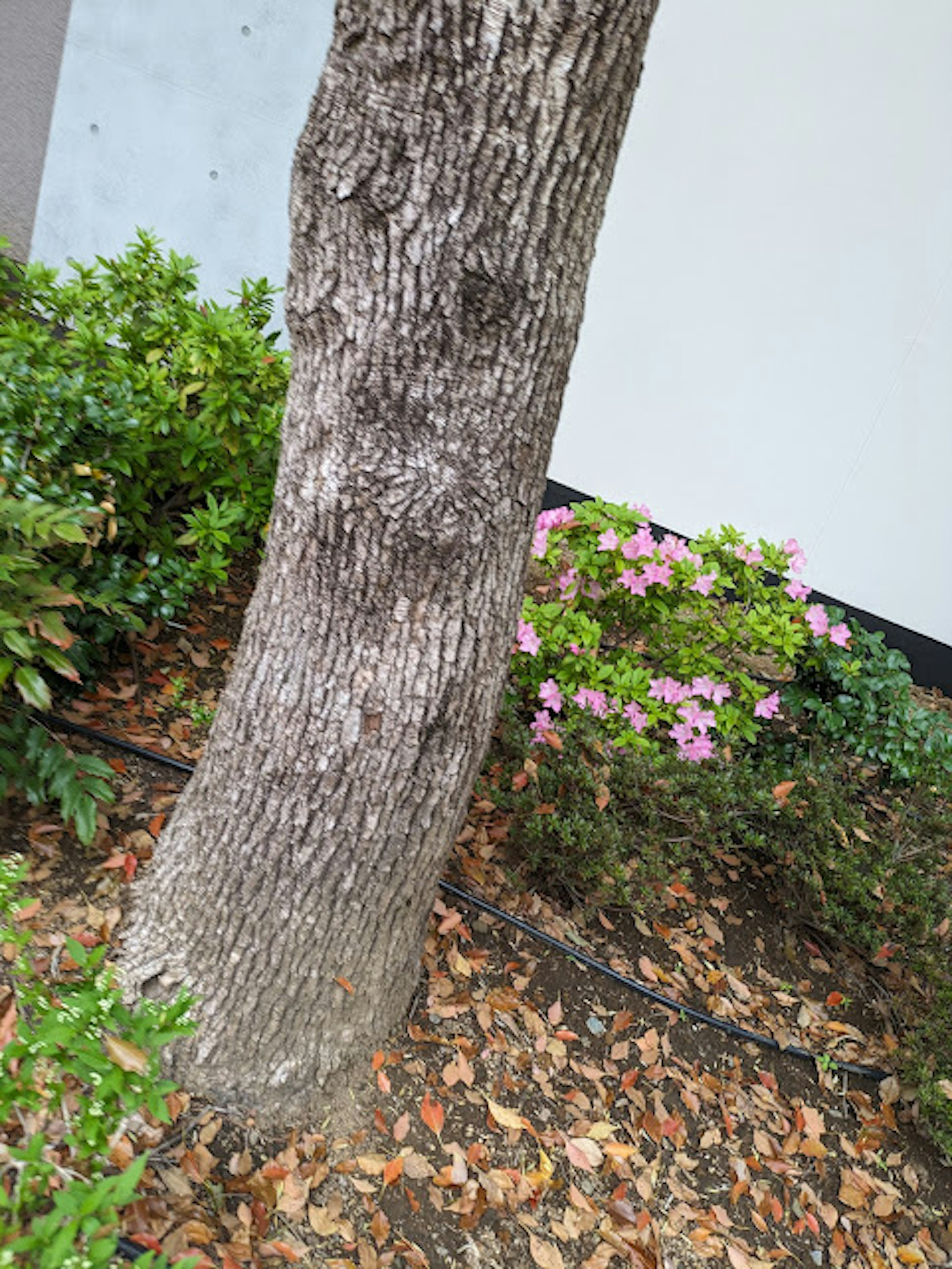 Tronco de árbol rodeado de plantas verdes y flores rosas