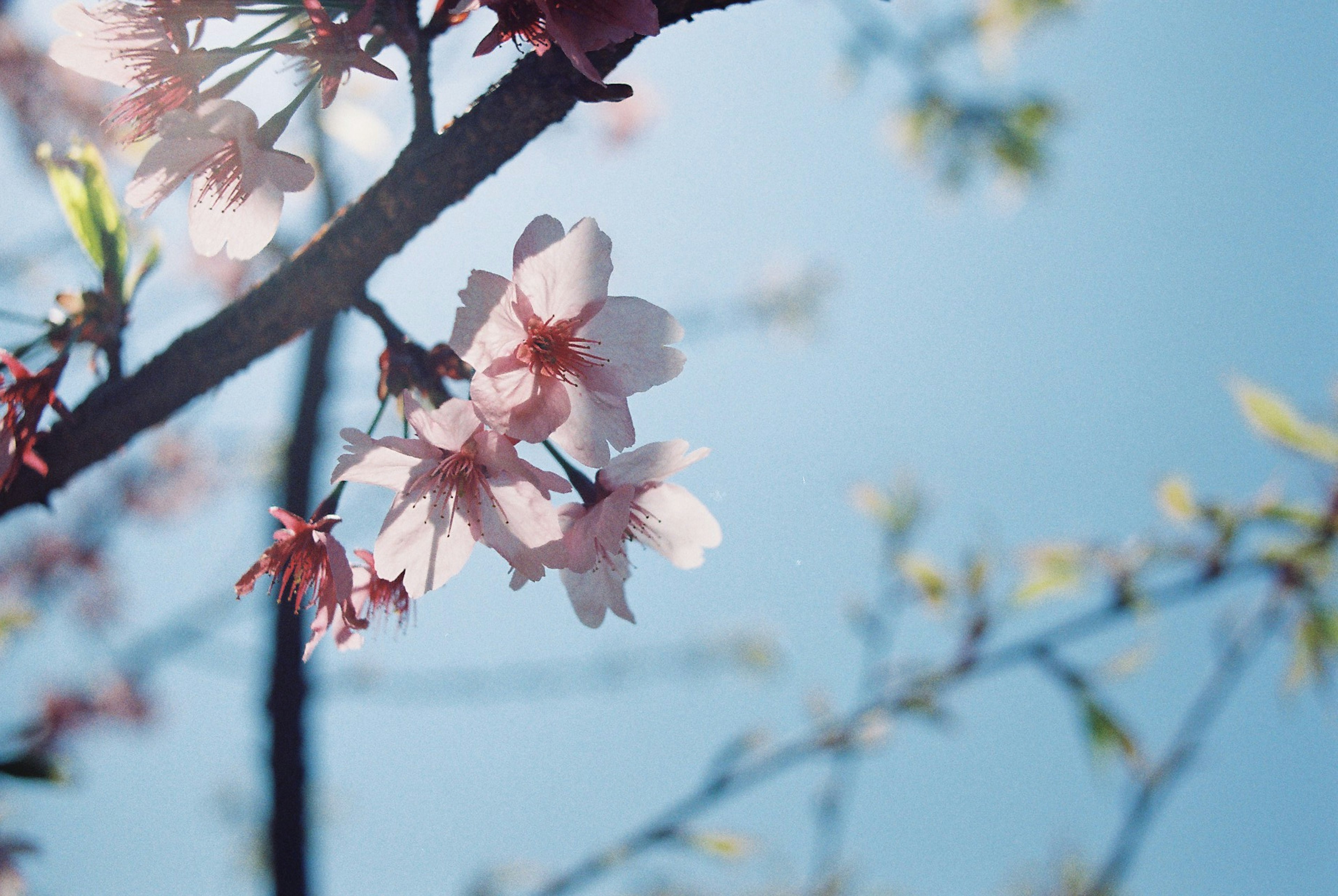 Nahaufnahme von Kirschblüten und Ästen vor blauem Himmel