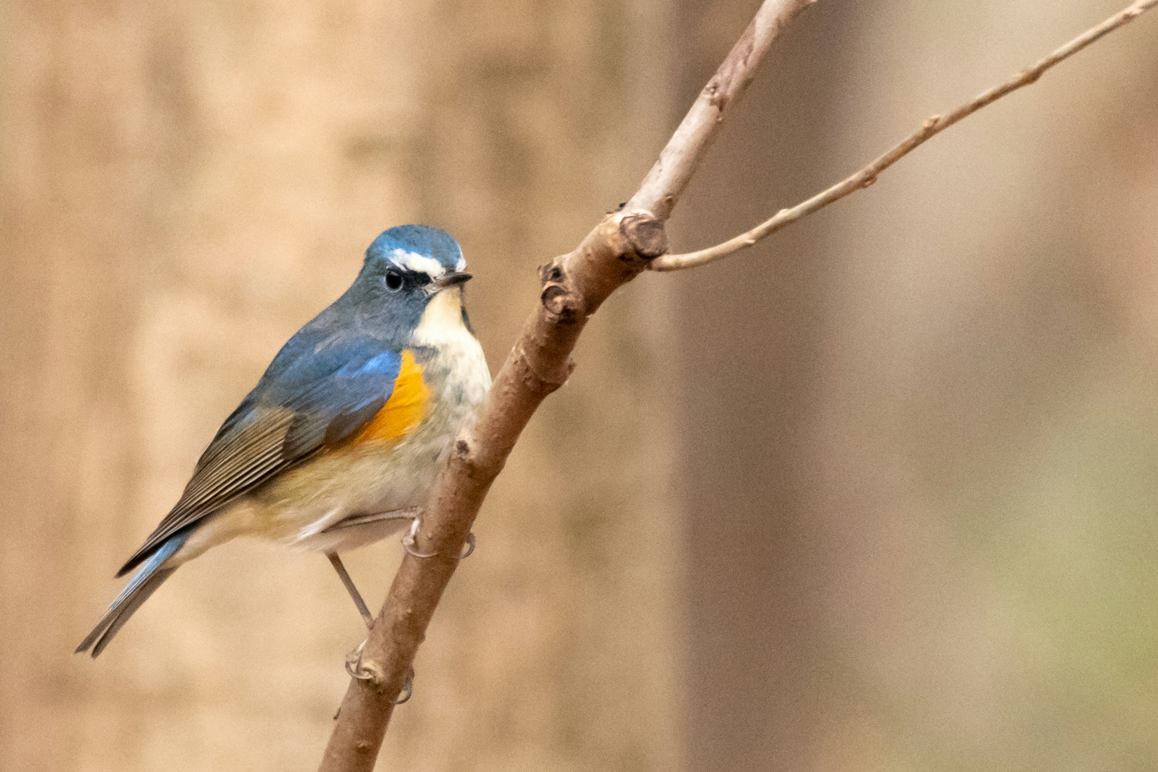 Ein kleiner Vogel mit blauen Federn und orangefarbener Brust, der auf einem Ast sitzt