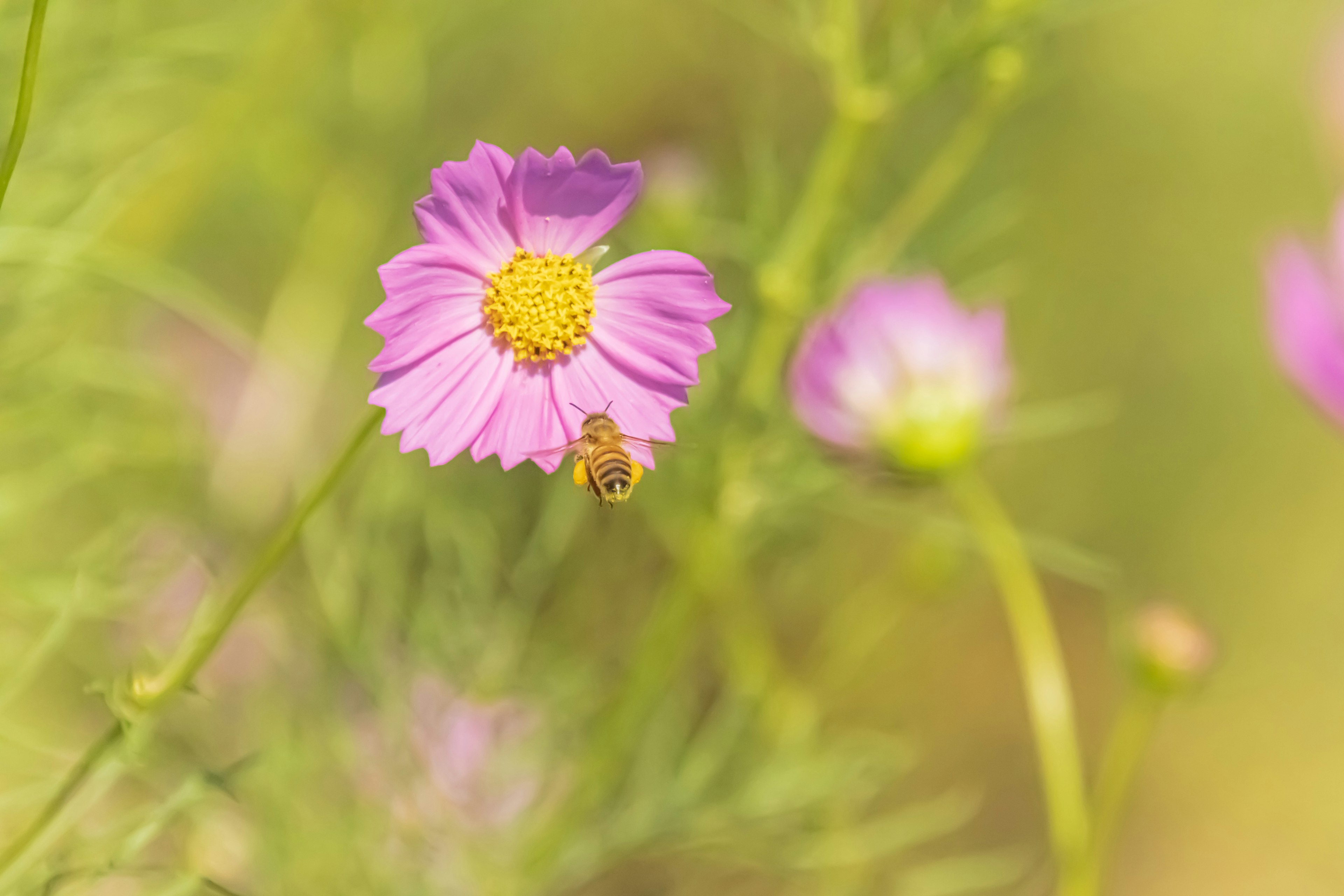 Bild mit einer rosa Blume mit gelbem Zentrum umgeben von grünem Laub