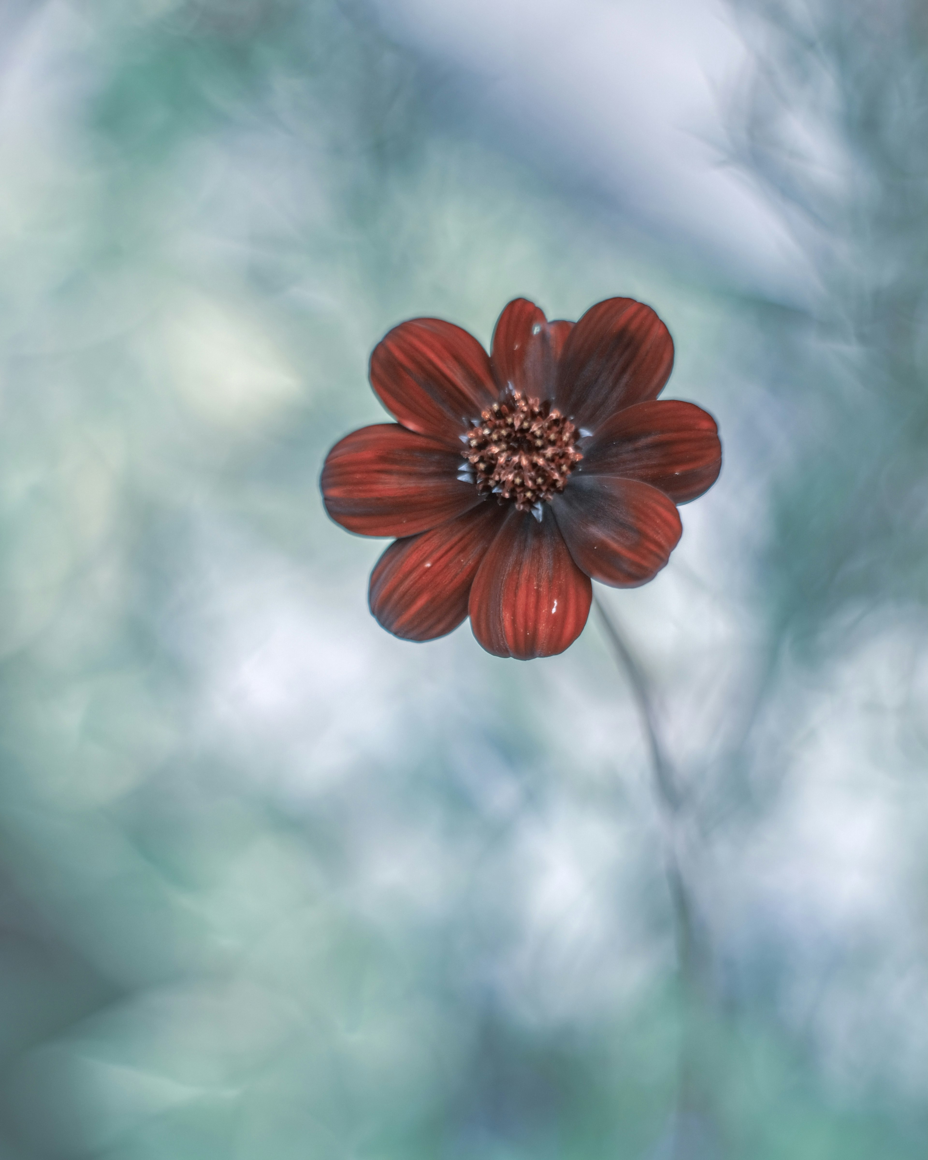 A striking red flower stands out against a soft blurred background