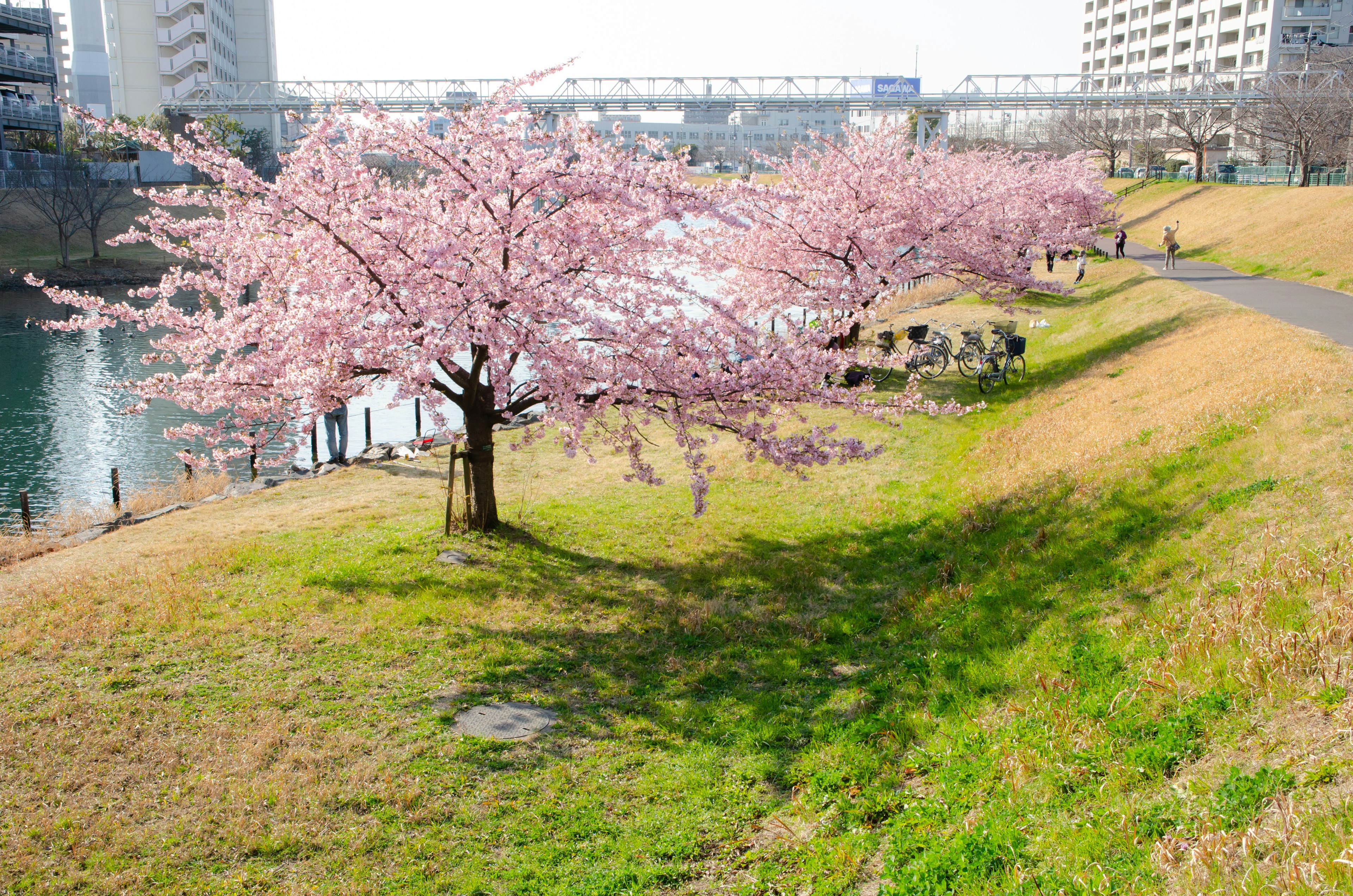 Albero di ciliegio lungo il fiume che mostra la bellezza della primavera