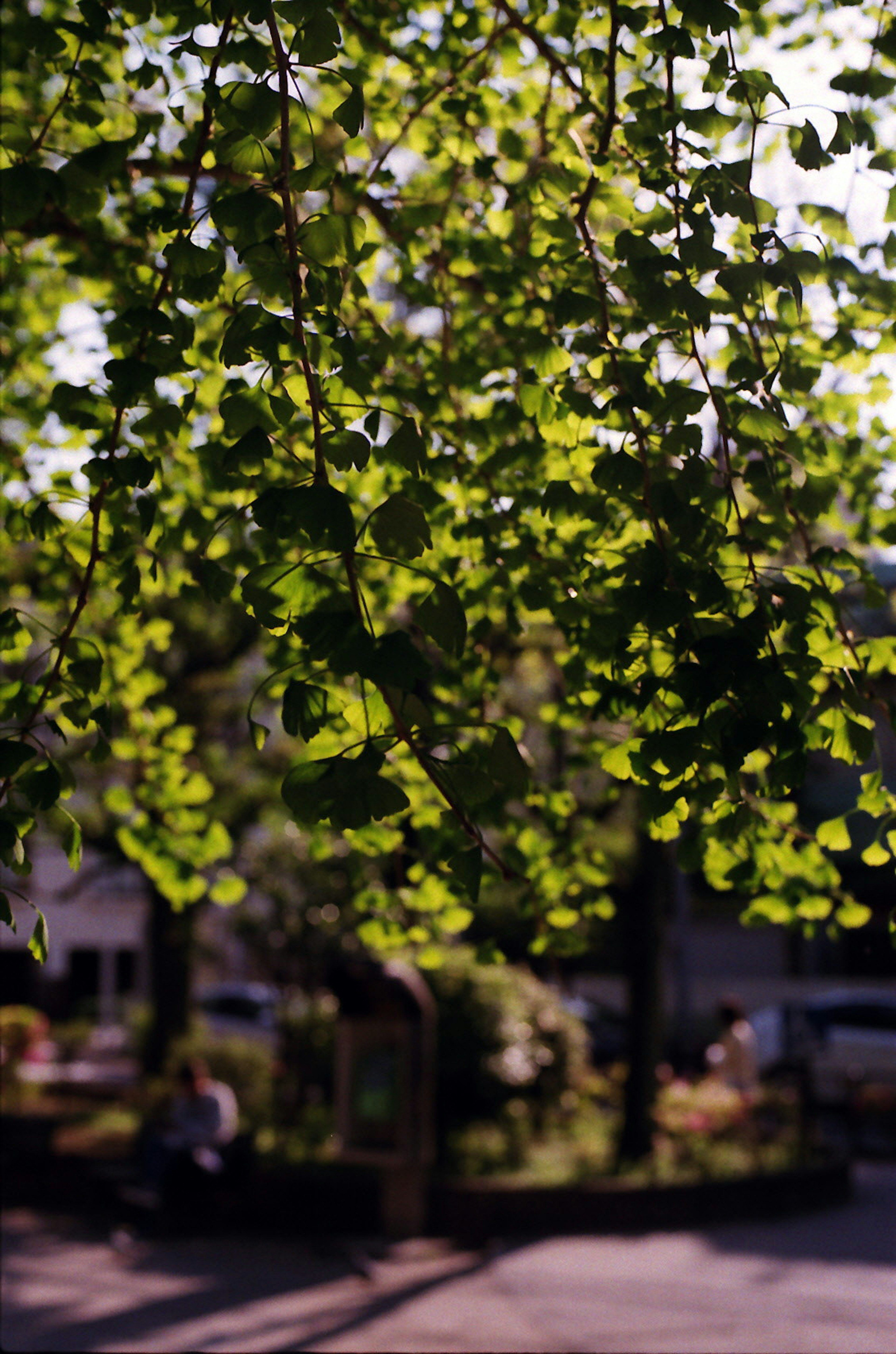 Close-up of green leaves on a tree branch illuminated by sunlight