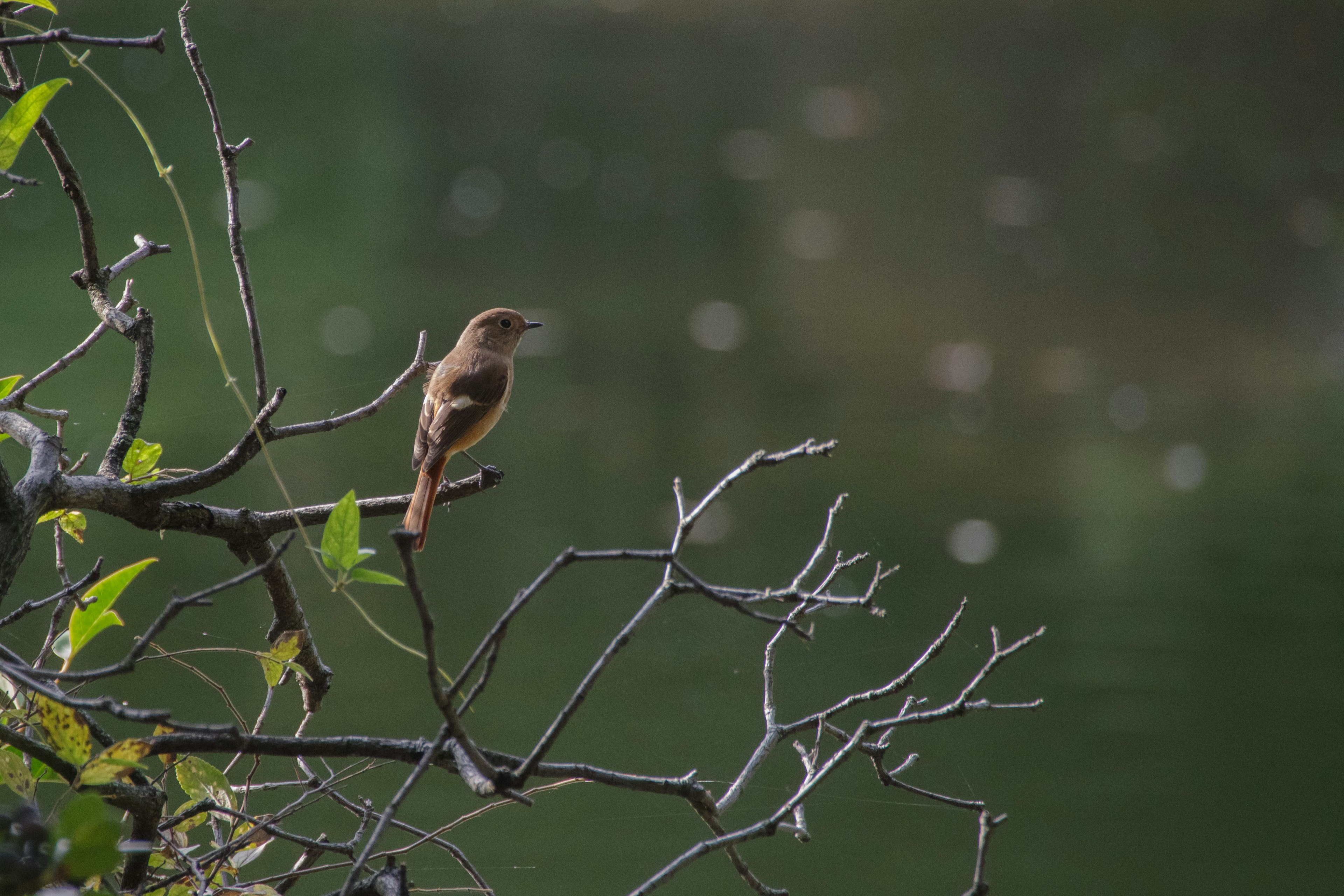 Un petit oiseau perché sur une brindille avec un fond vert