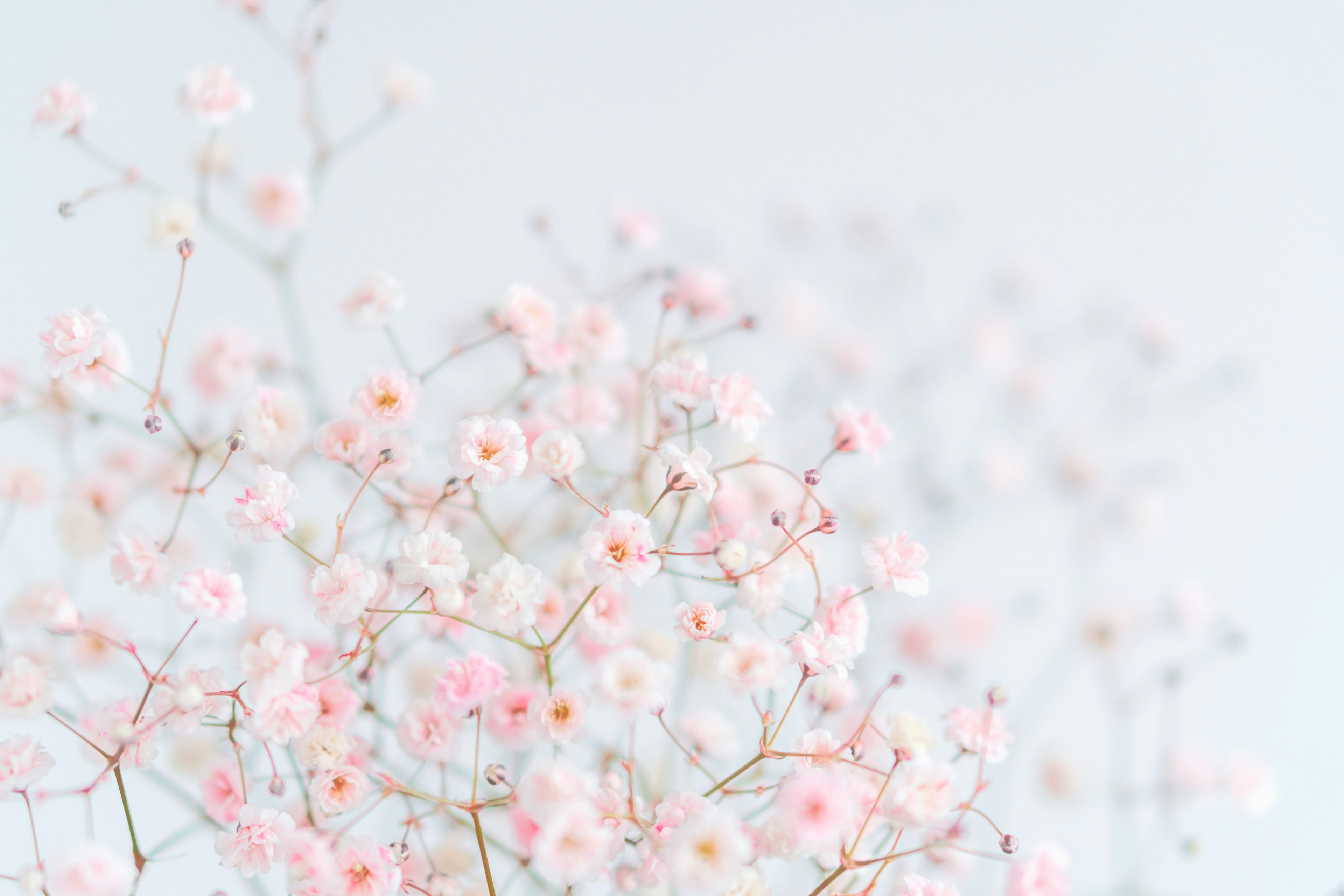 Zarte rosa Blumen auf dünnen Zweigen vor einem sanften blauen Hintergrund