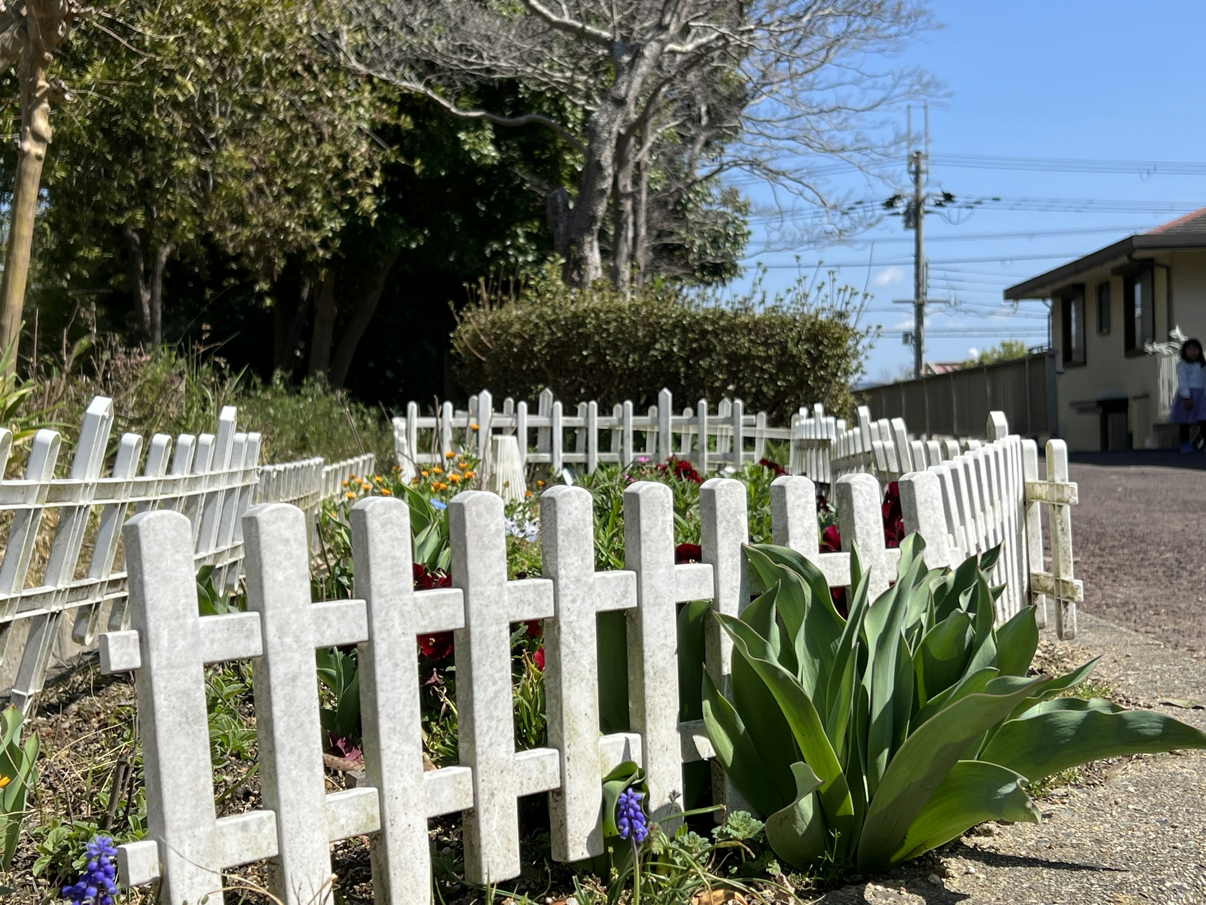 Scène de jardin avec une clôture blanche et des plantes vertes