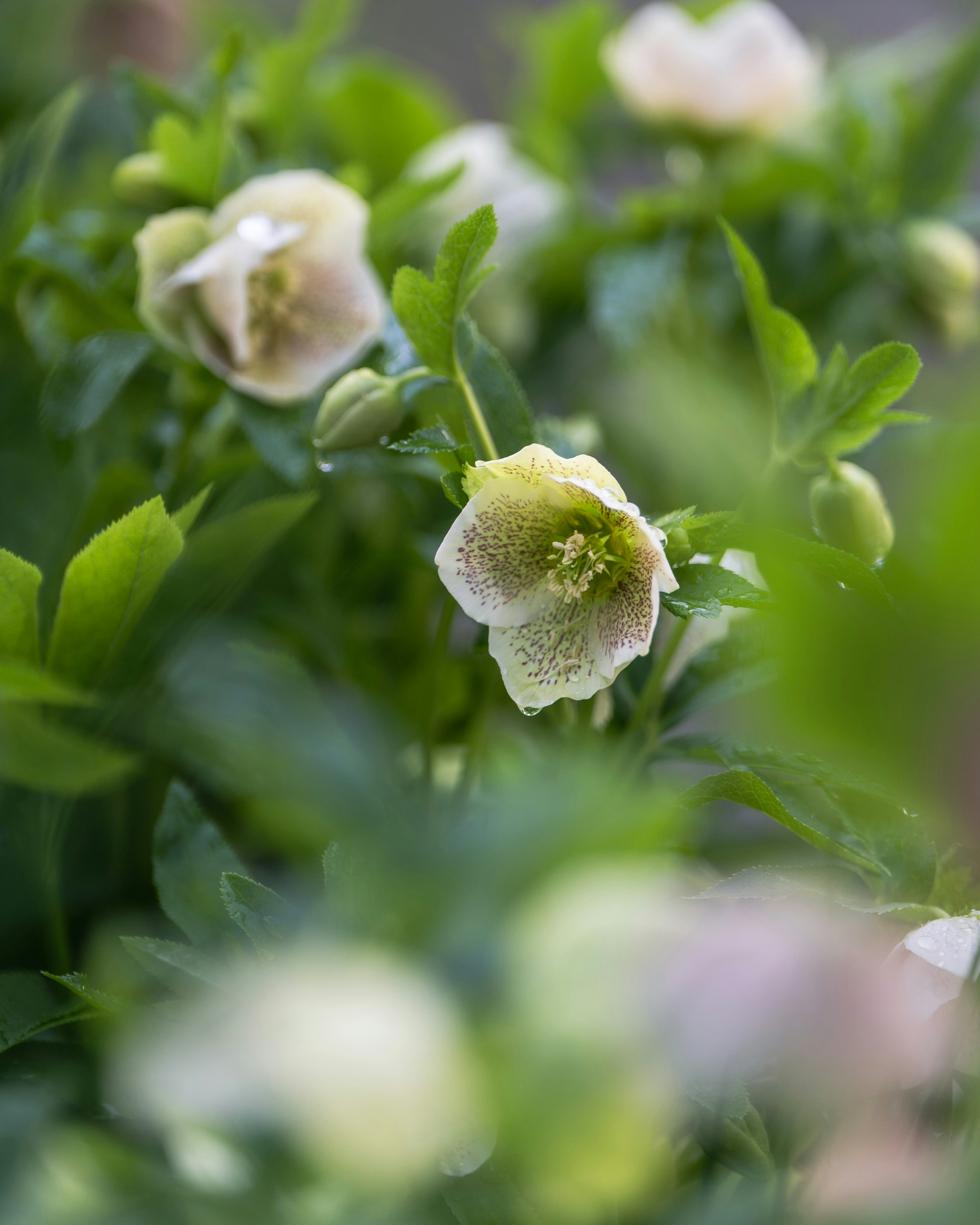 緑の葉に囲まれた淡い黄色の花が咲いている様子