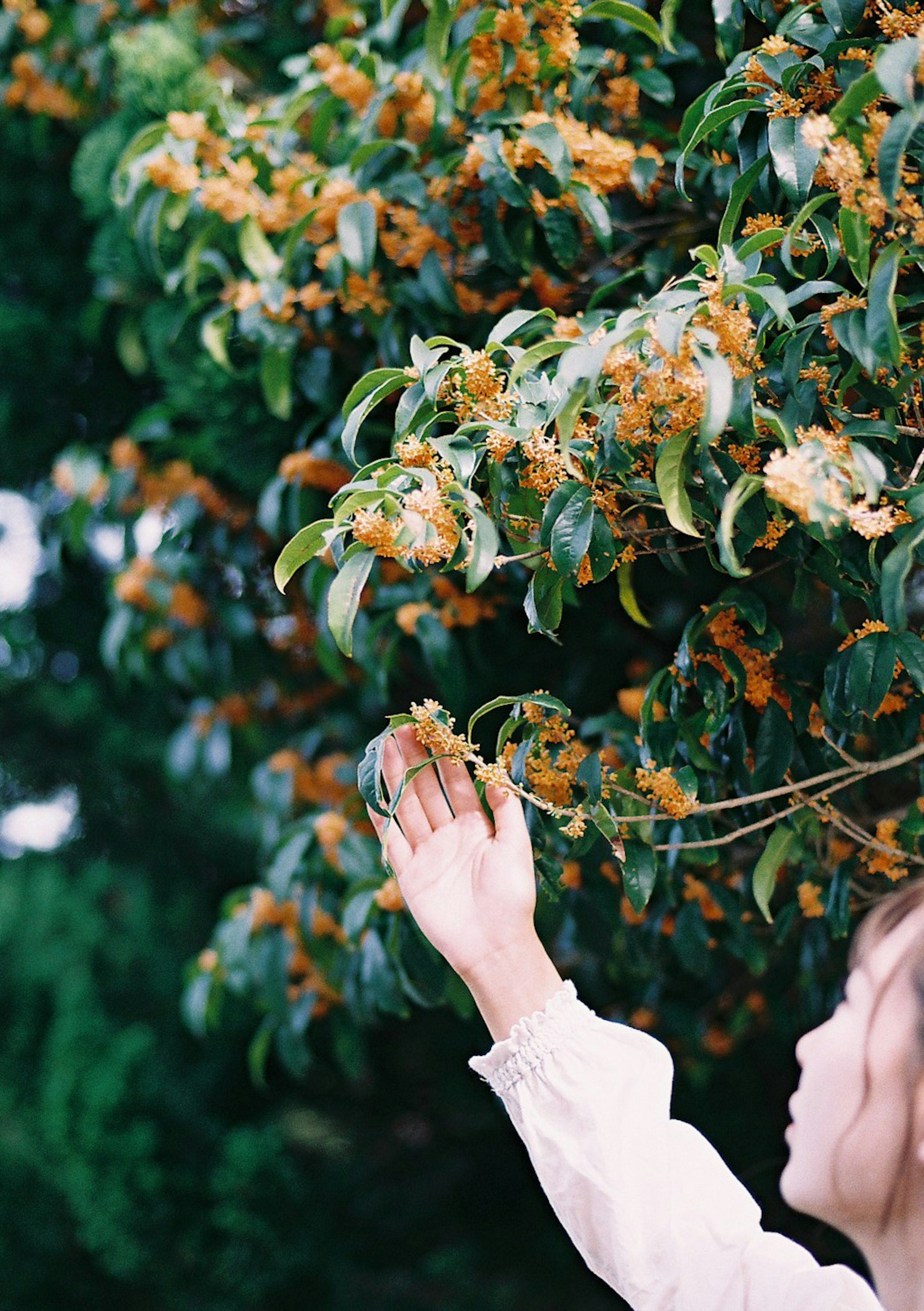 Una mujer extendiendo la mano hacia flores naranjas fragantes en un árbol