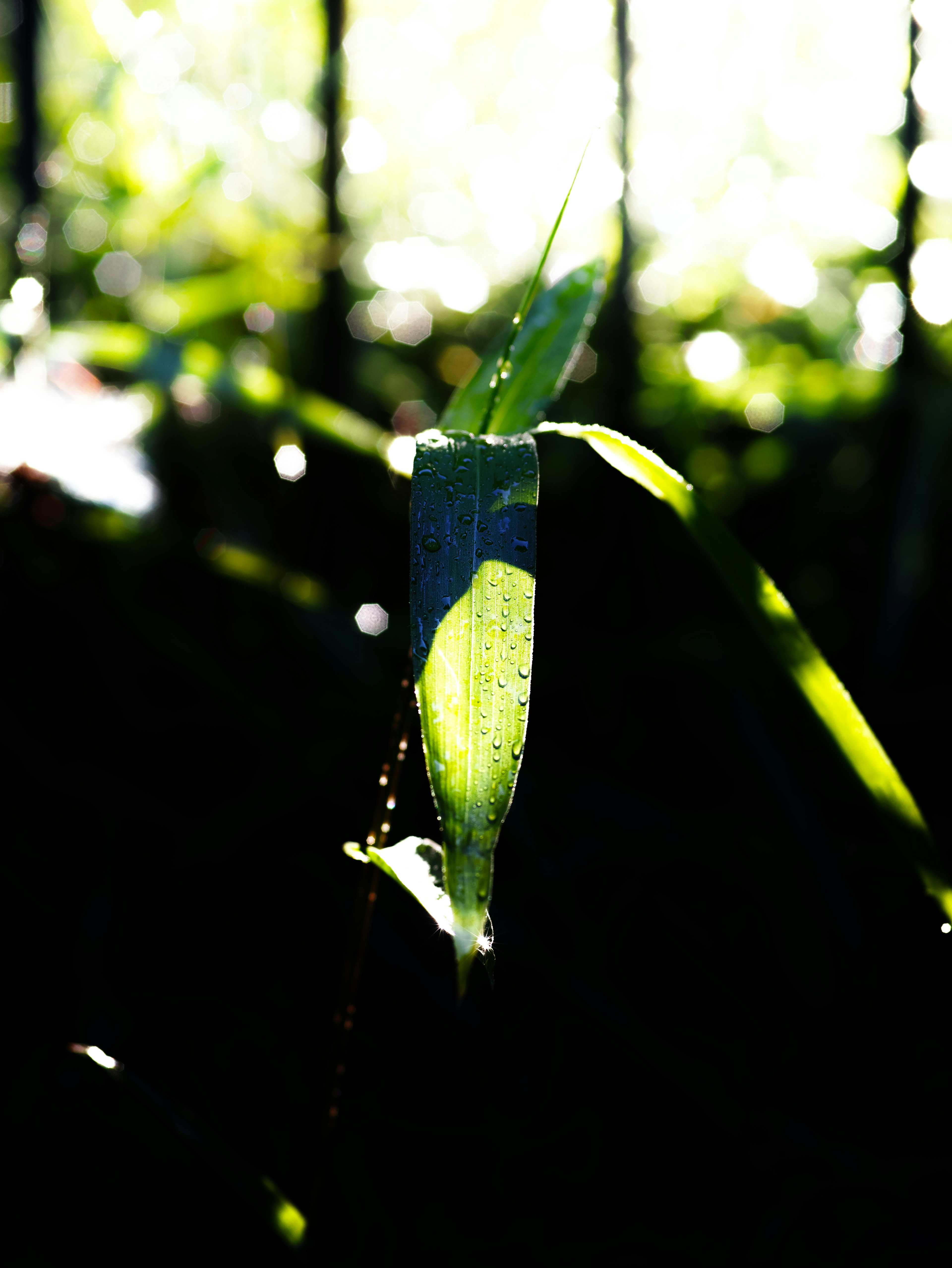 Silhouette of a green leaf illuminated by sunlight