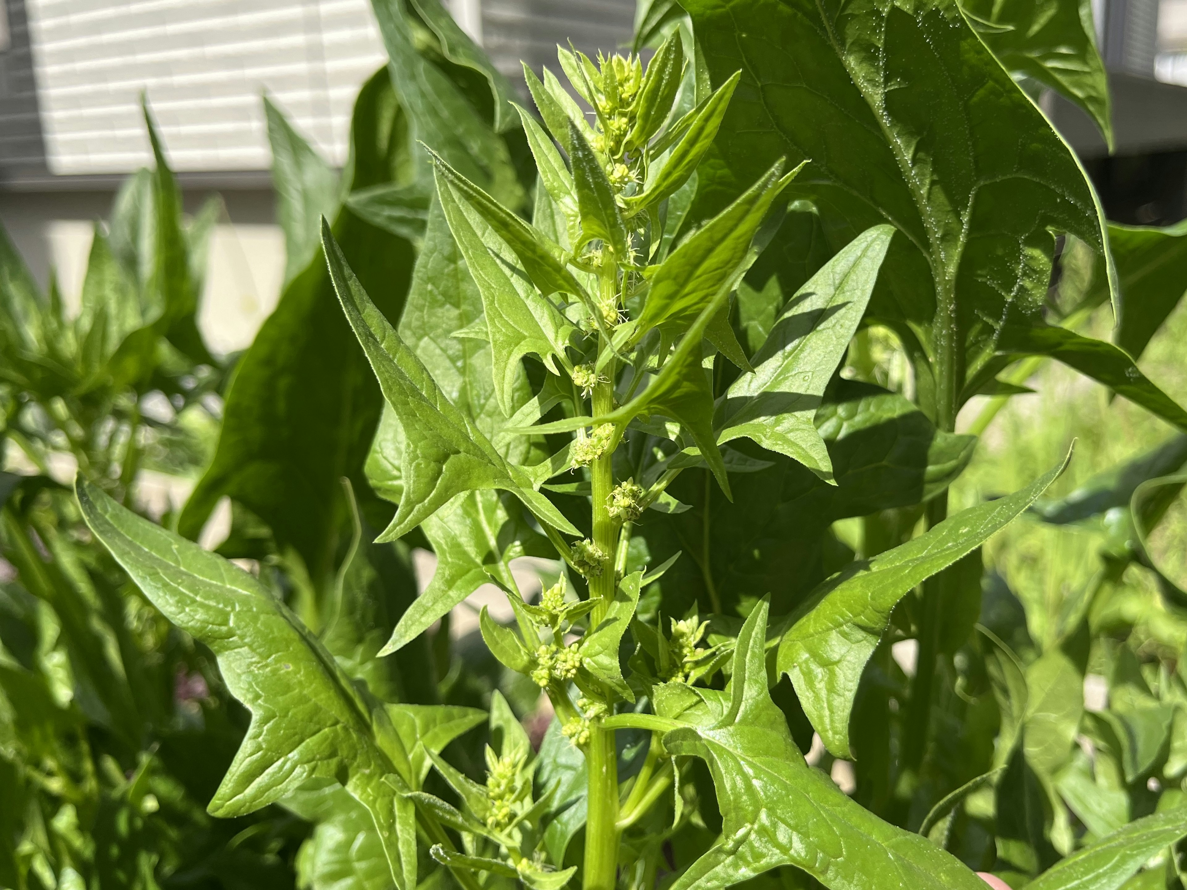 绿色植物的特写，具有叶子和花蕾