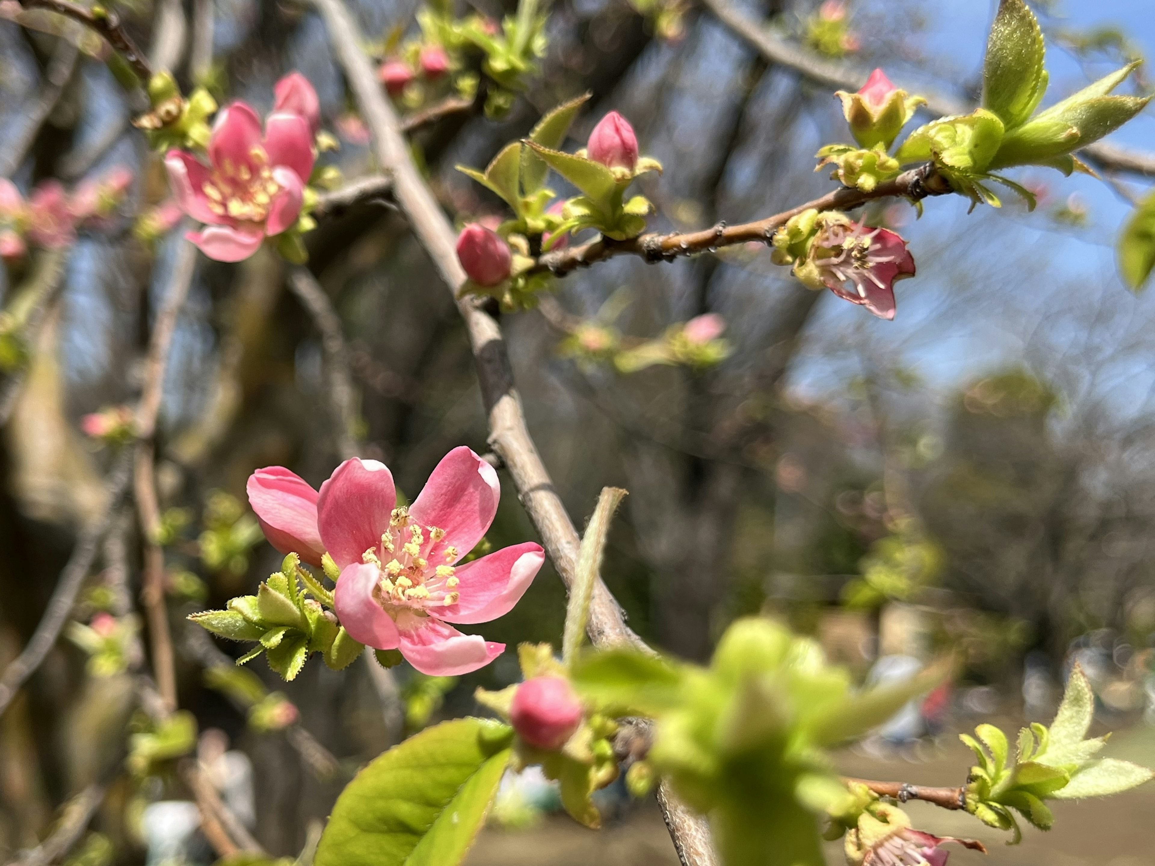 薄いピンク色の花が咲いている枝のクローズアップ