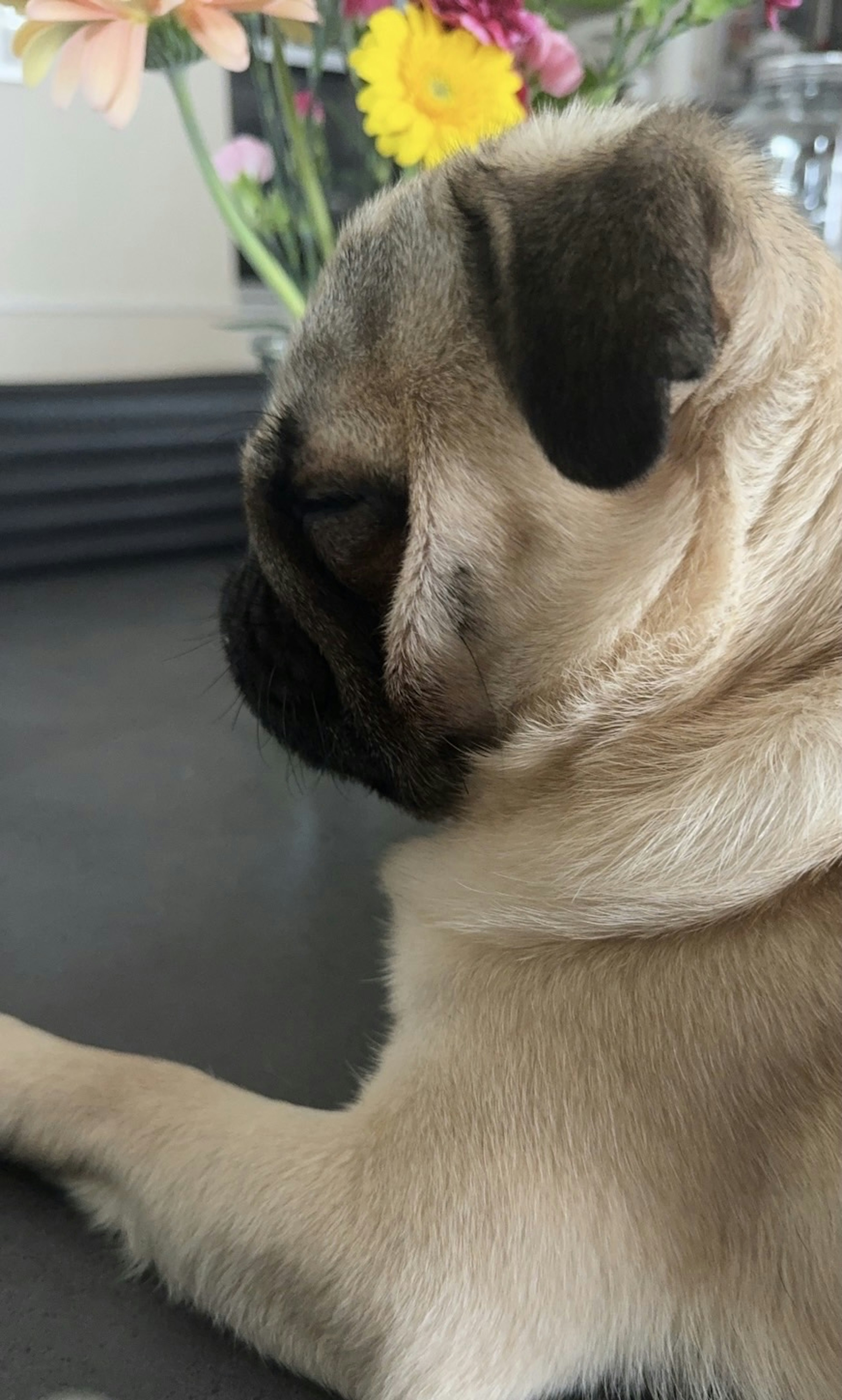 Pug fulvo che riposa su un tavolo con fiori sullo sfondo