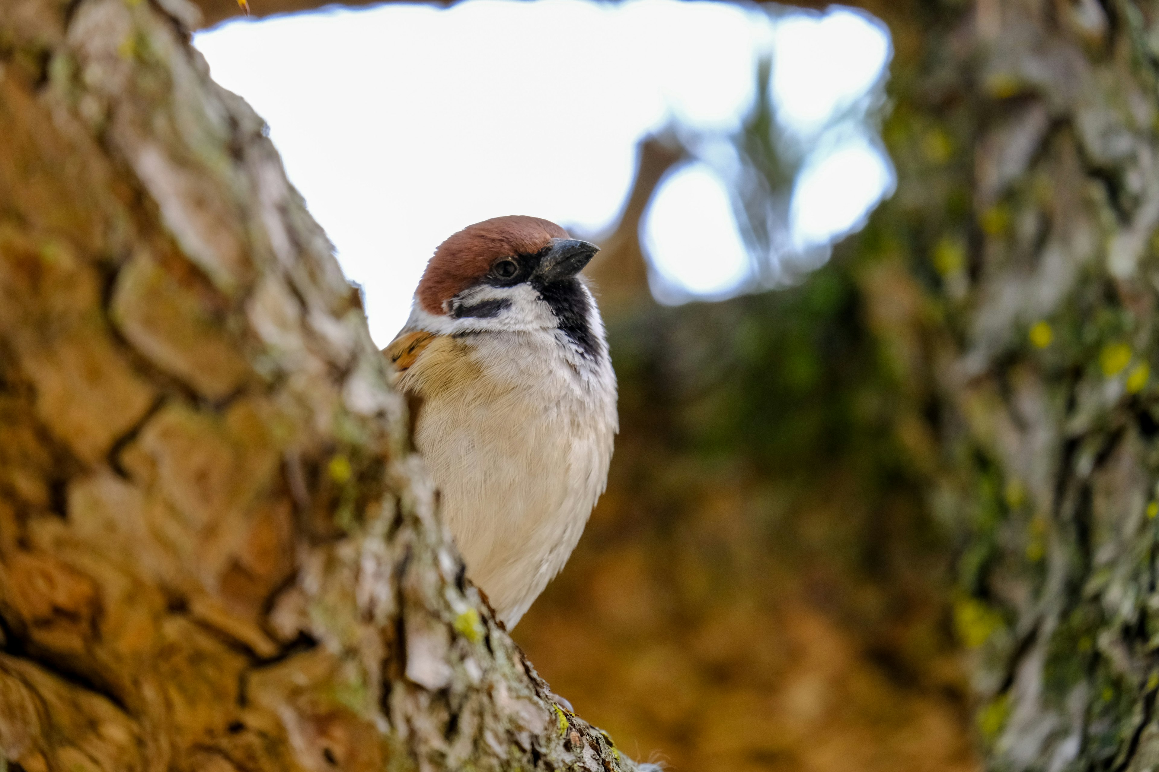 Ein Spatz, der auf einem Baumzweig sitzt, mit einem markanten braunen Kopf wie eine Mütze