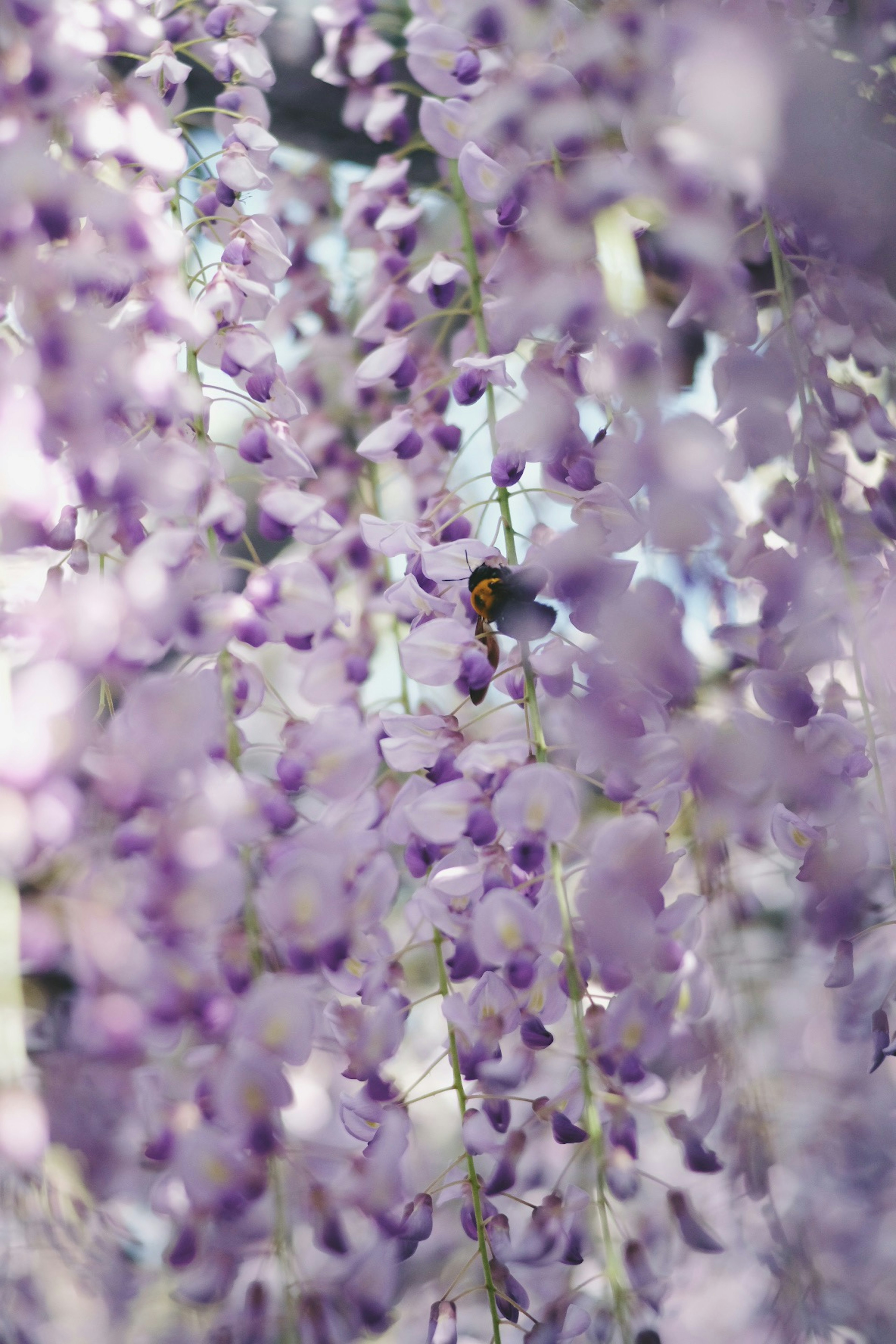 Abeille parmi des fleurs de glycine violettes en cascade