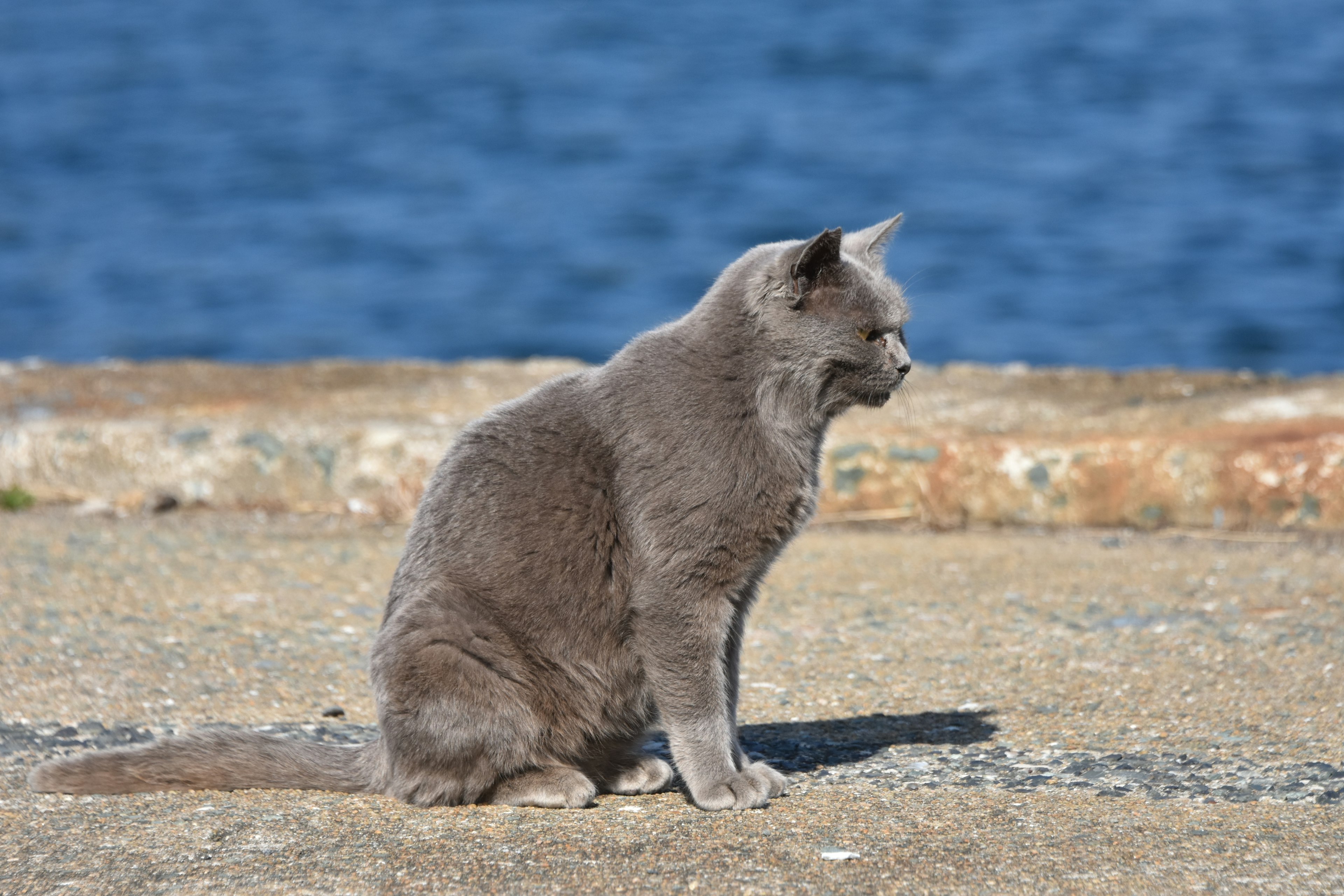 青い海を背景にした灰色の猫が座っている