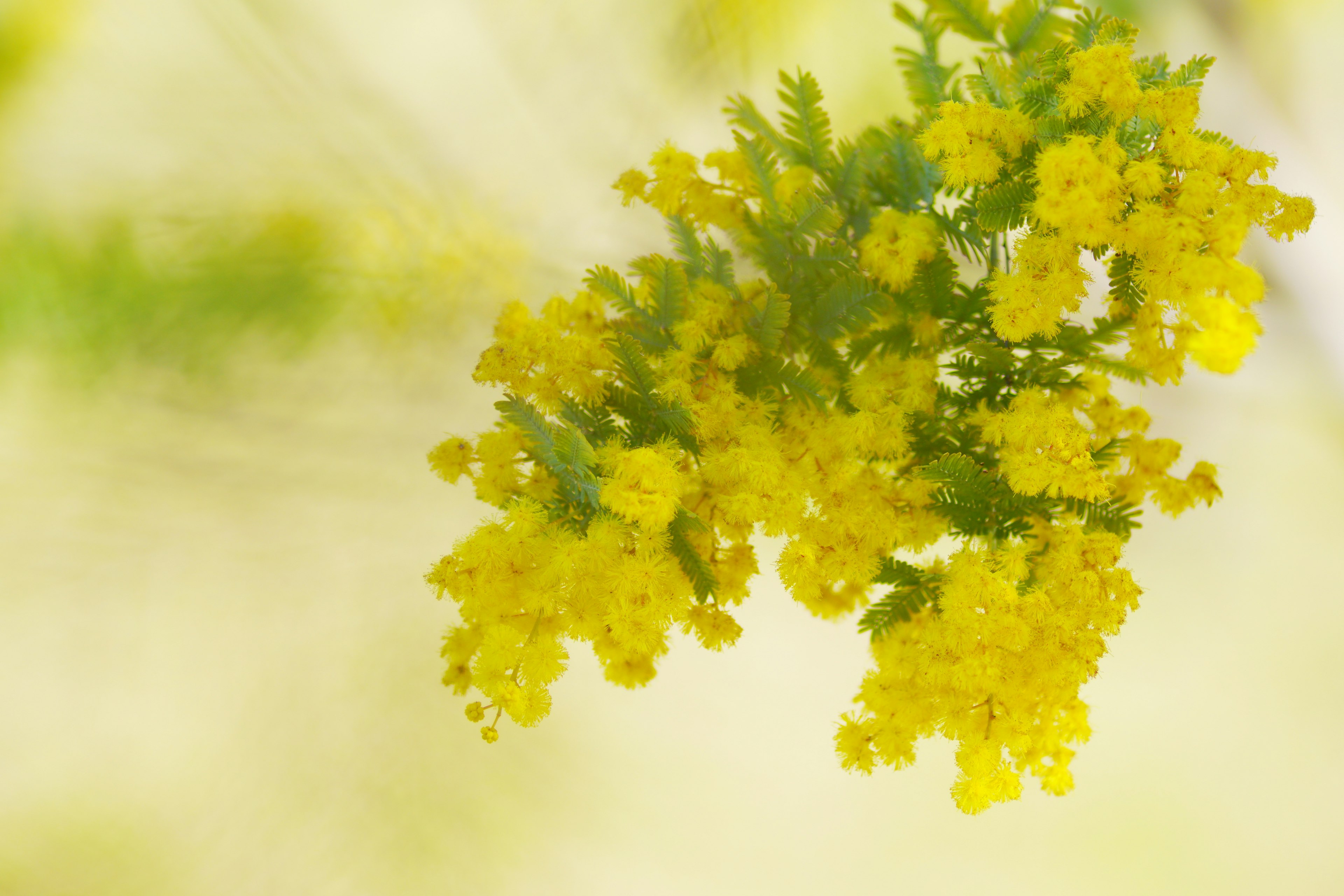 Nahaufnahme von leuchtend gelben Mimosablüten an einem Zweig