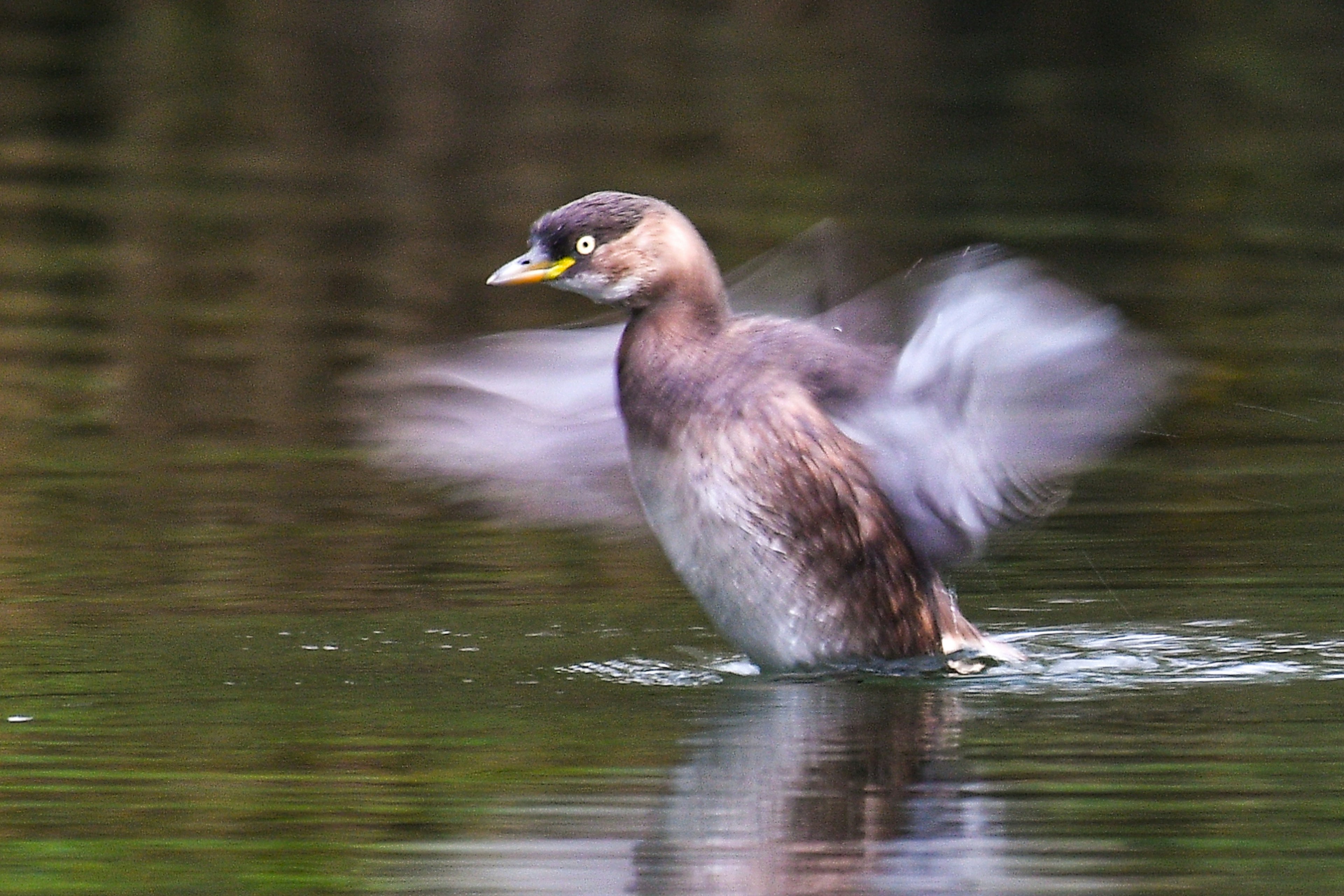 Un piccolo uccello che batte le ali sulla superficie dell'acqua con riflessi