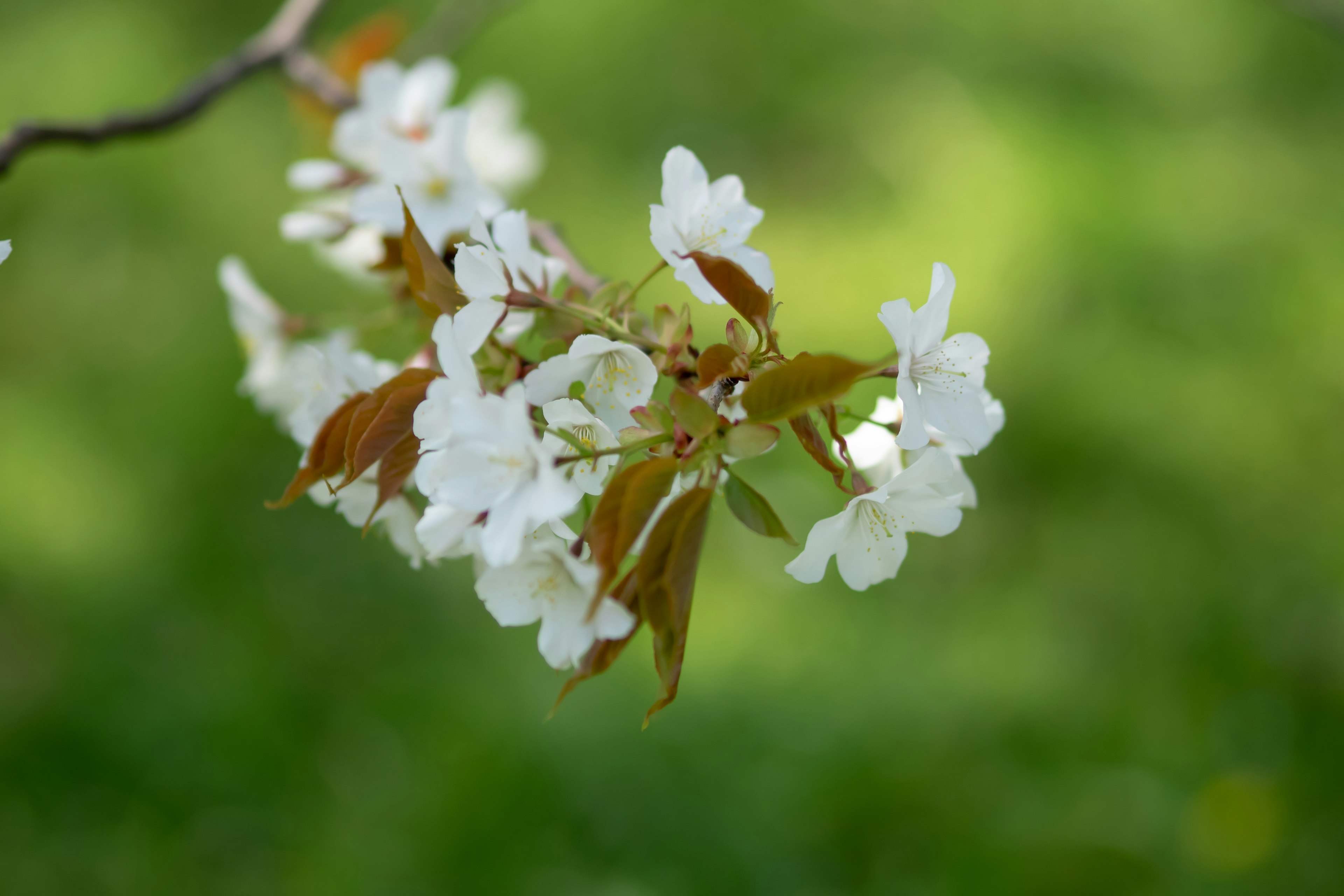 Ramo di fiori di ciliegio con fiori bianchi e sfondo verde