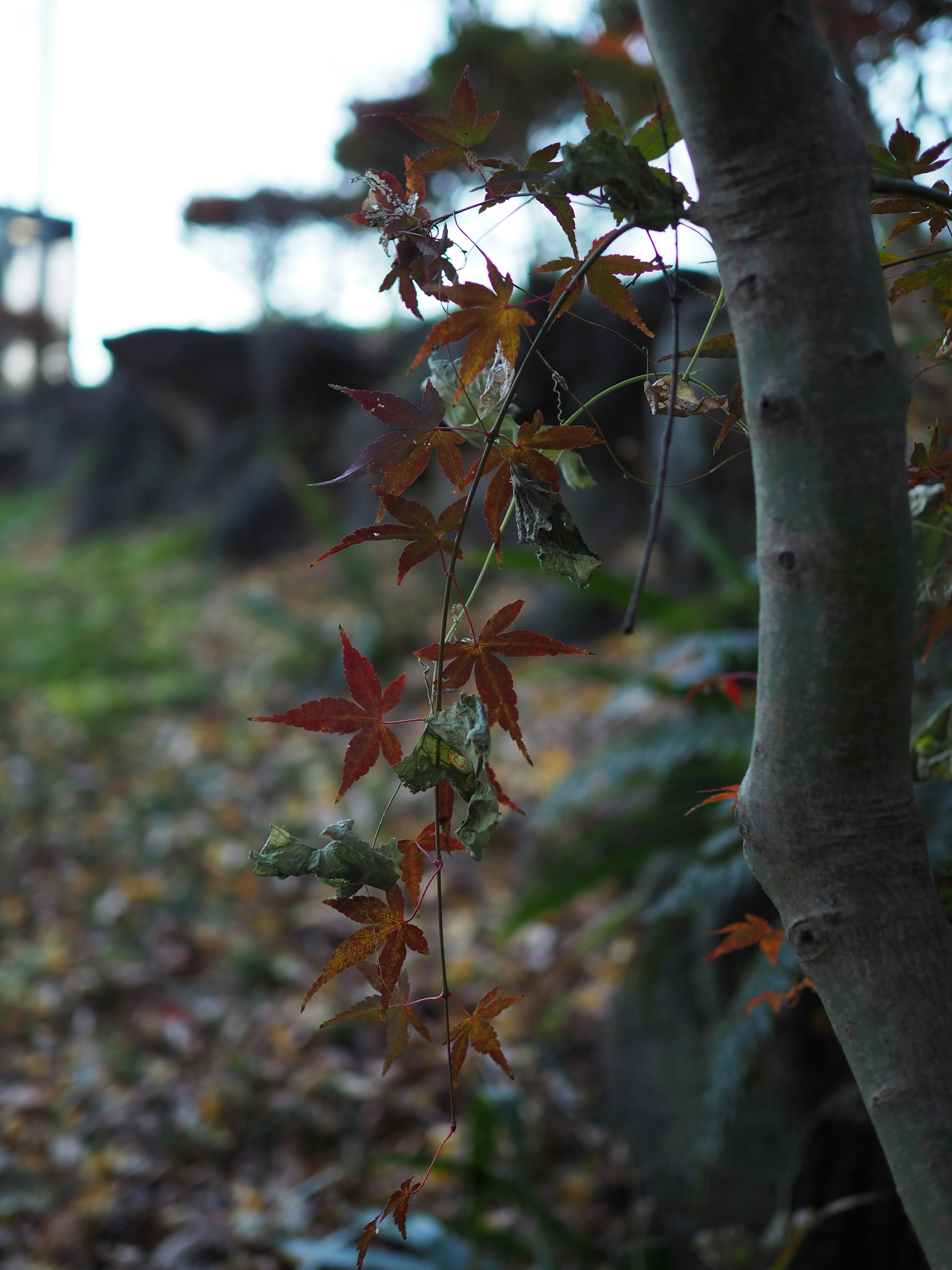 紅葉した葉が垂れ下がっている木の枝の近くの風景