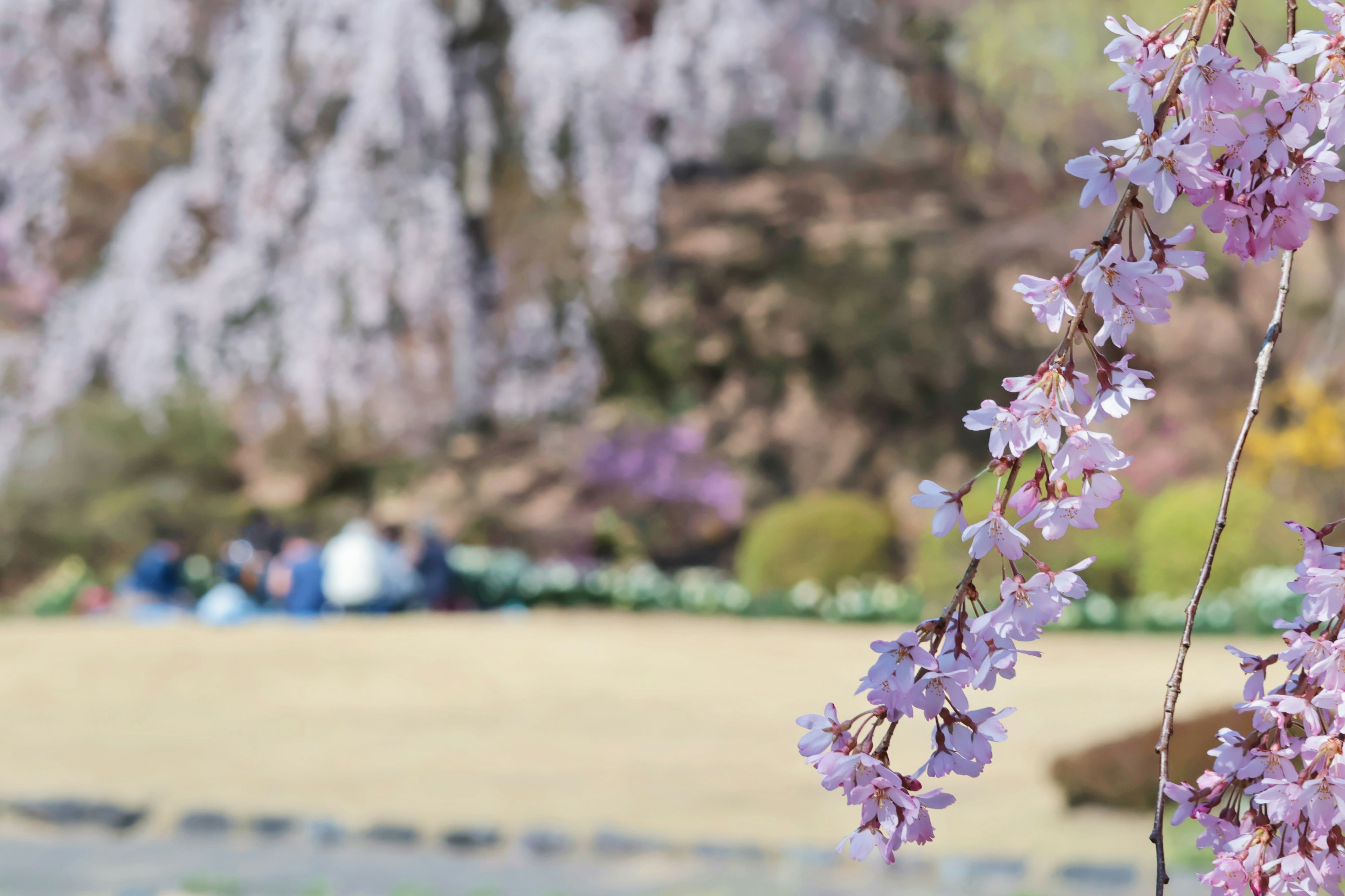 Flores de cerezo en un parque con personas disfrutando de la vista