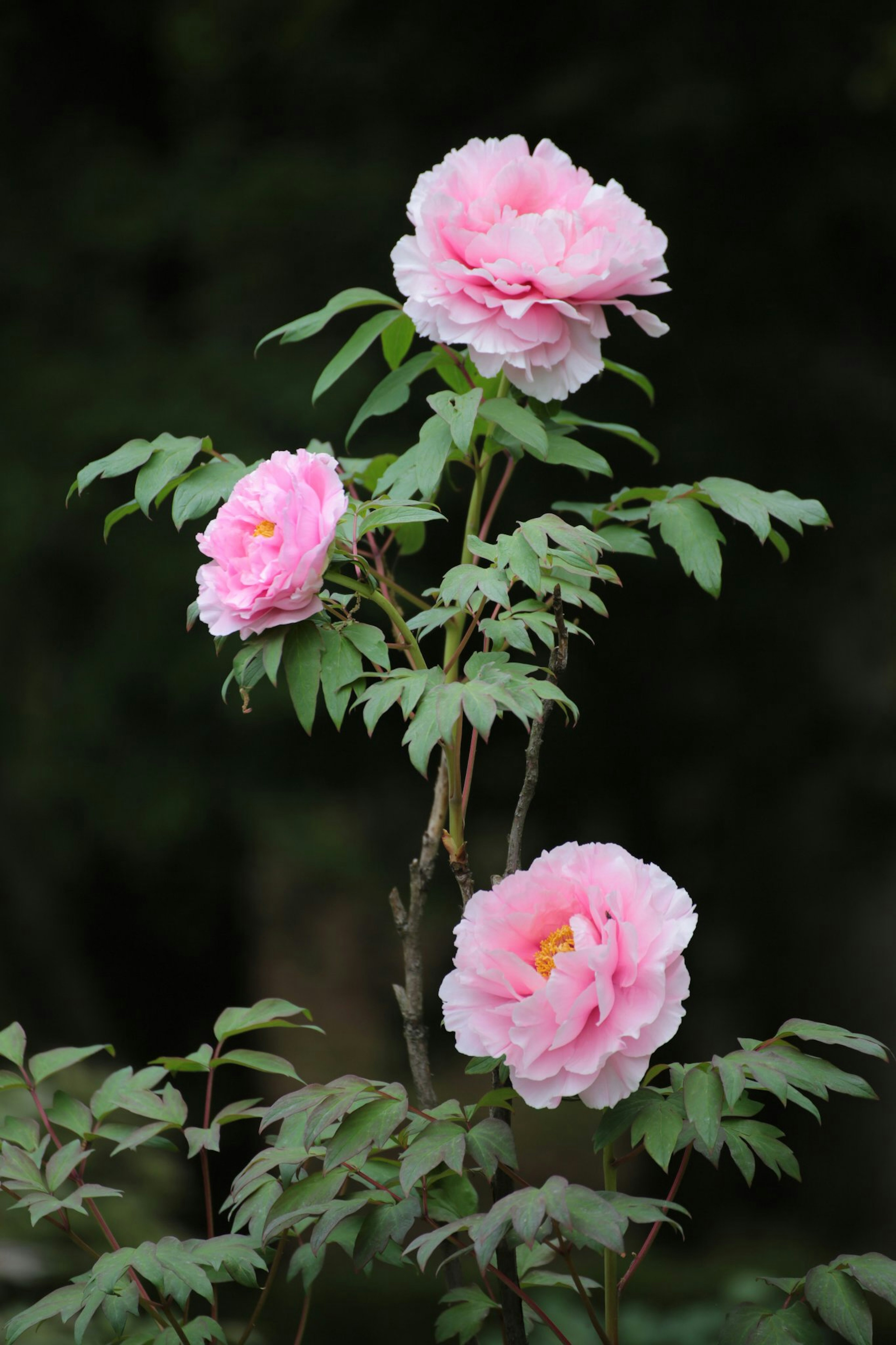 Imagen de una rama con flores rosas en flor