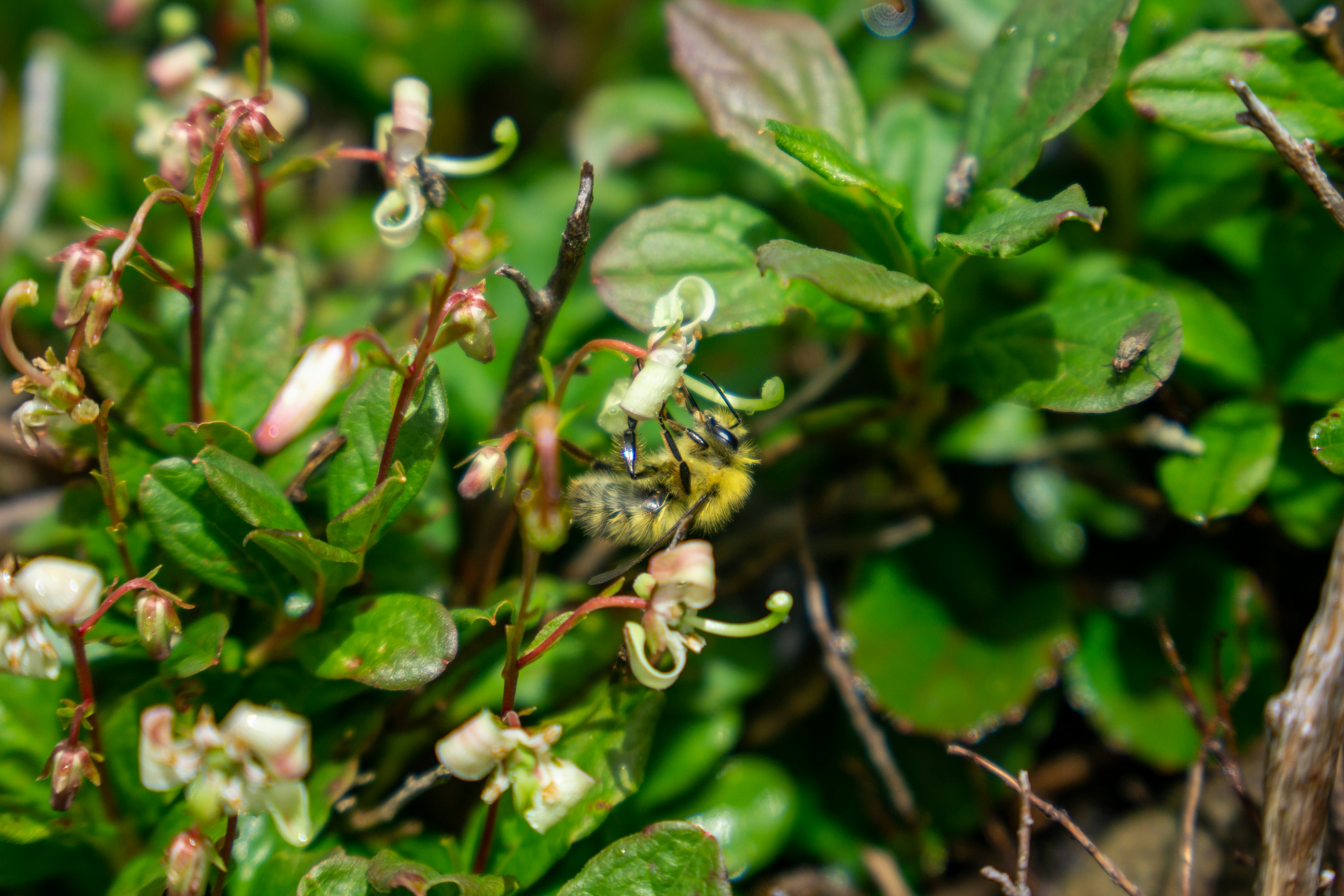 Una abeja entre hojas verdes y flores