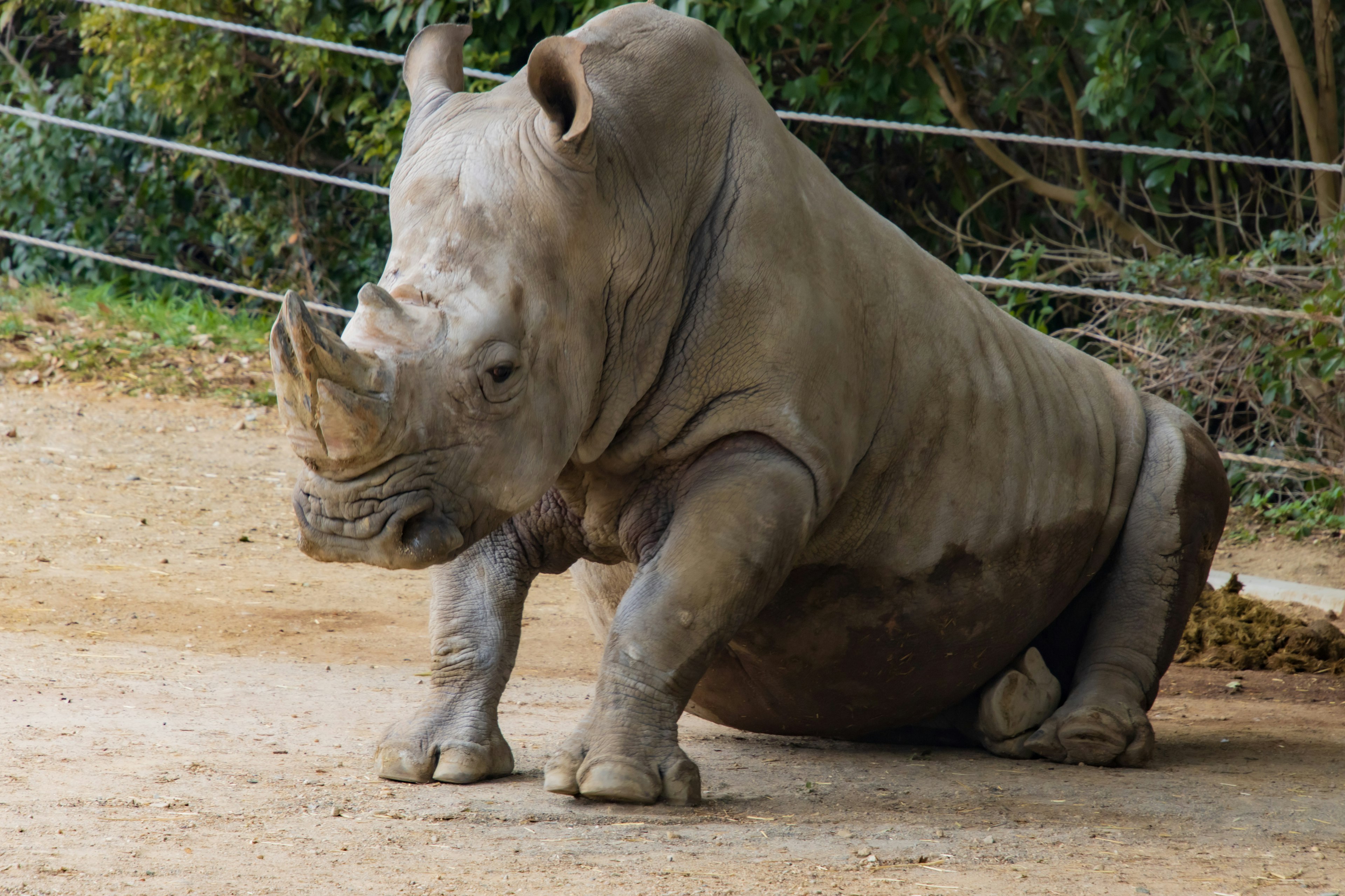 Ein Nashorn, das auf dem Boden sitzt