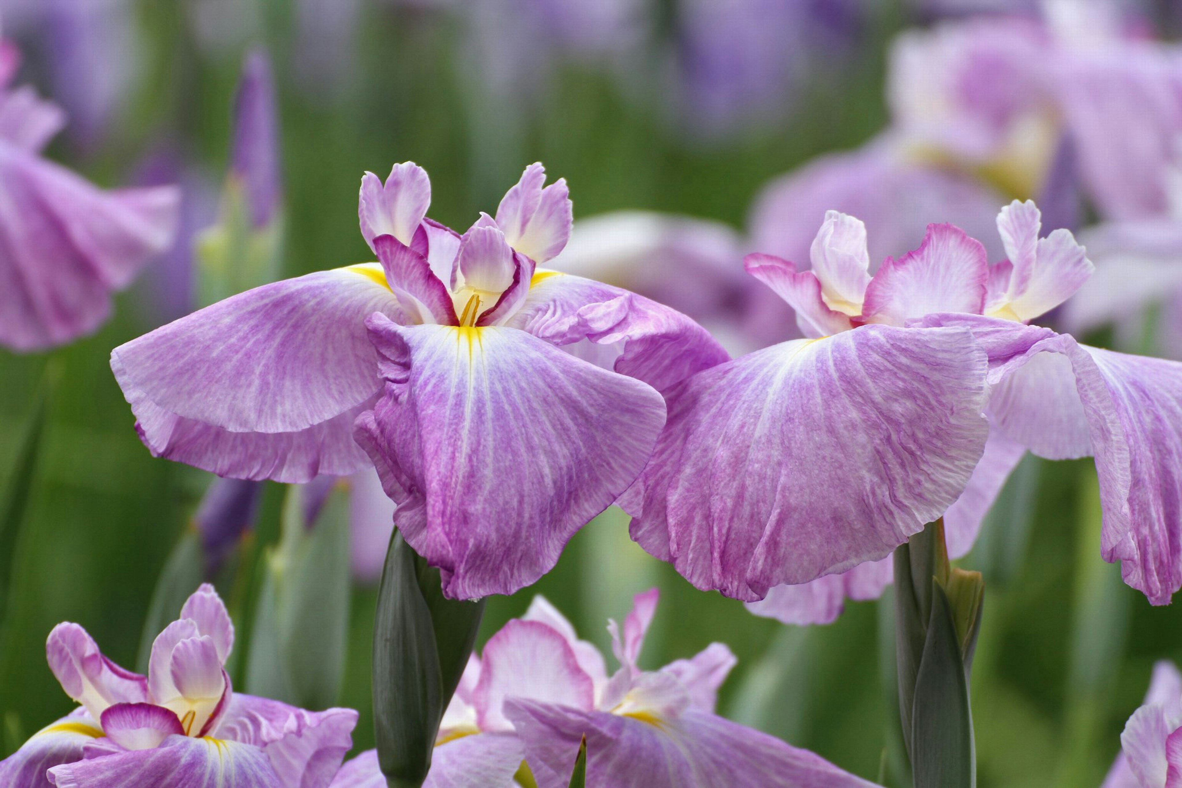 紫色の花びらを持つ美しいアヤメの花が咲いている様子