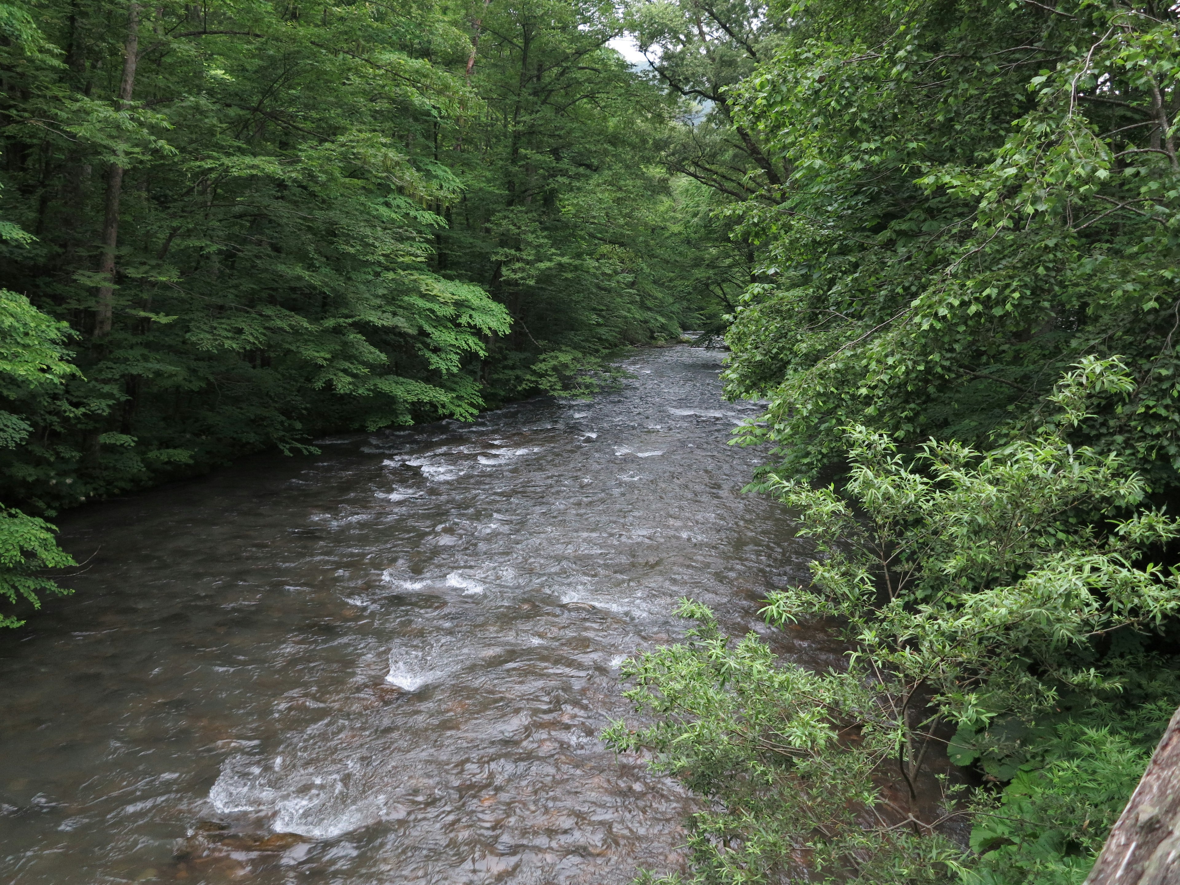 緑豊かな森に囲まれた流れる川の風景