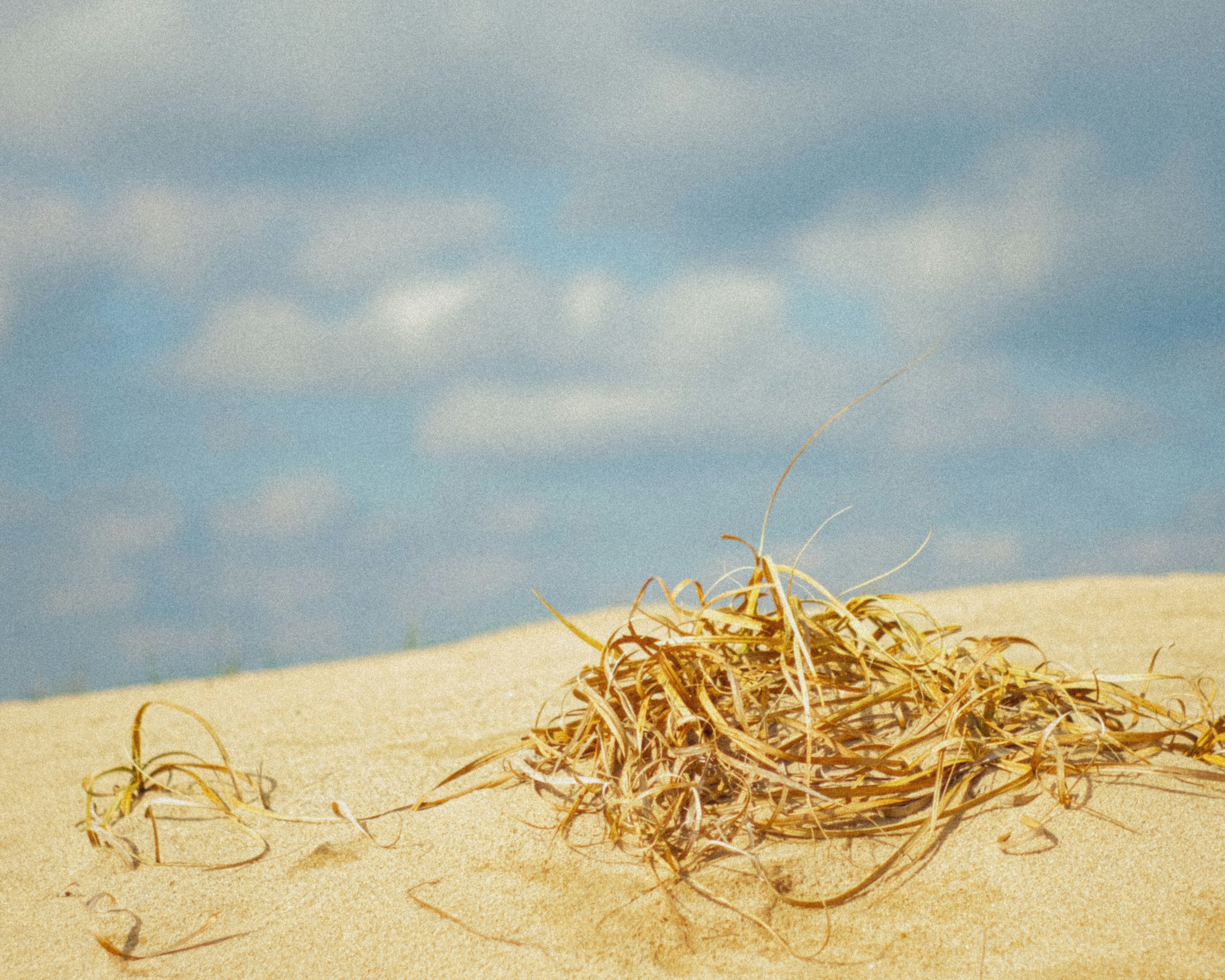 A bundle of dried grass on sandy terrain under a blue sky