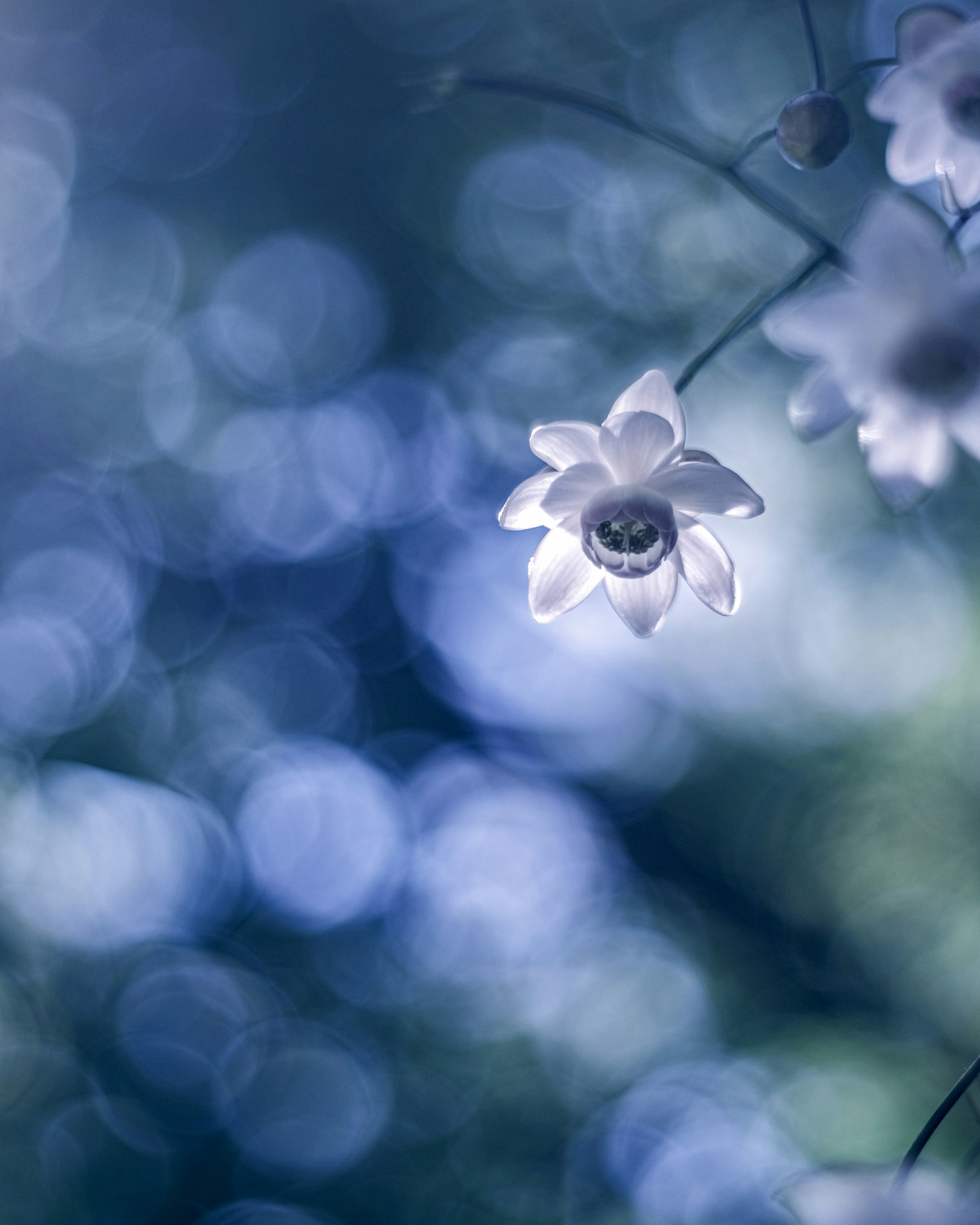 Nahaufnahme einer weißen Blume vor einem blauen Hintergrund mit schönem Bokeh-Effekt