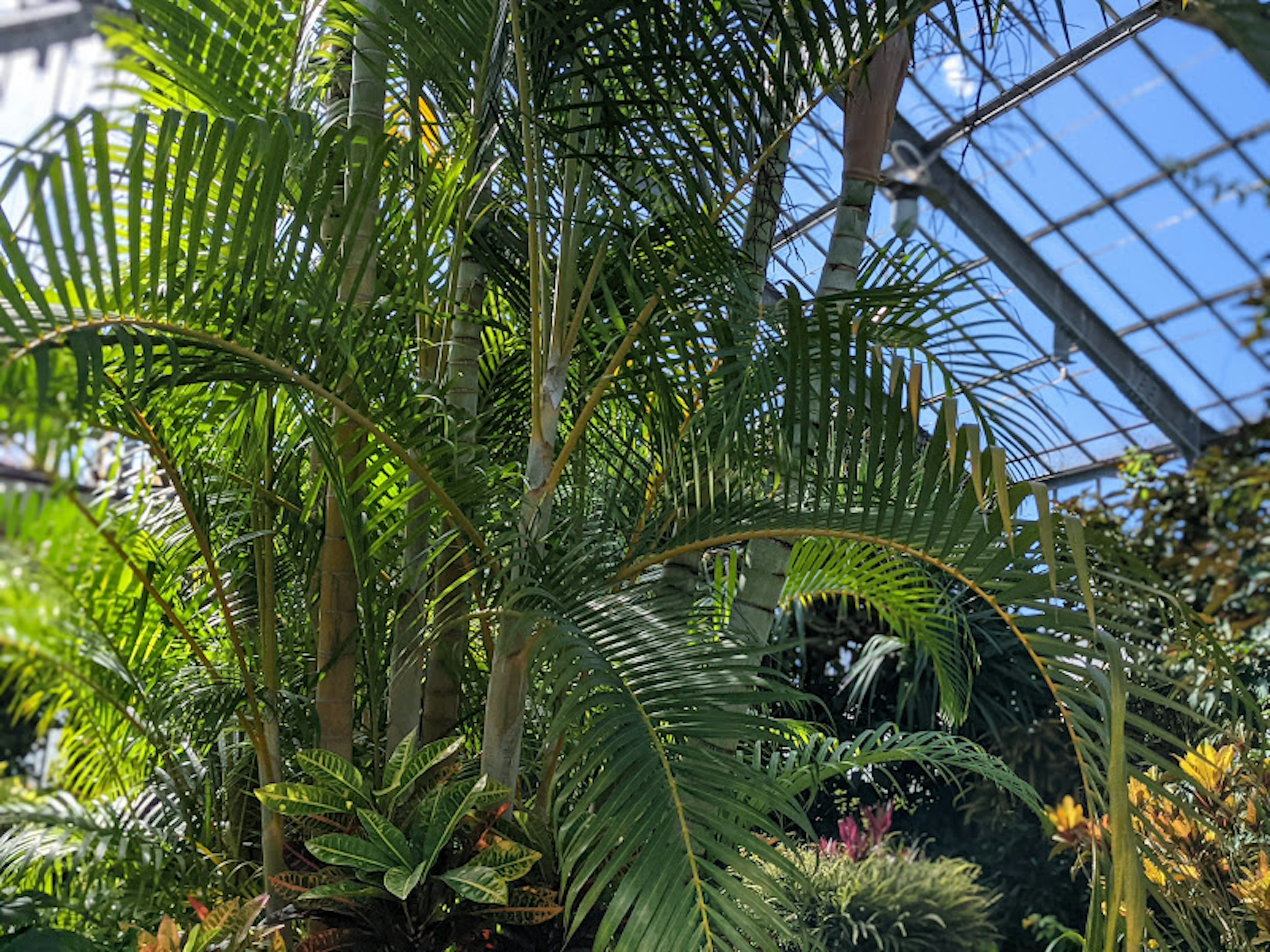 Large houseplant thriving in bright greenhouse environment