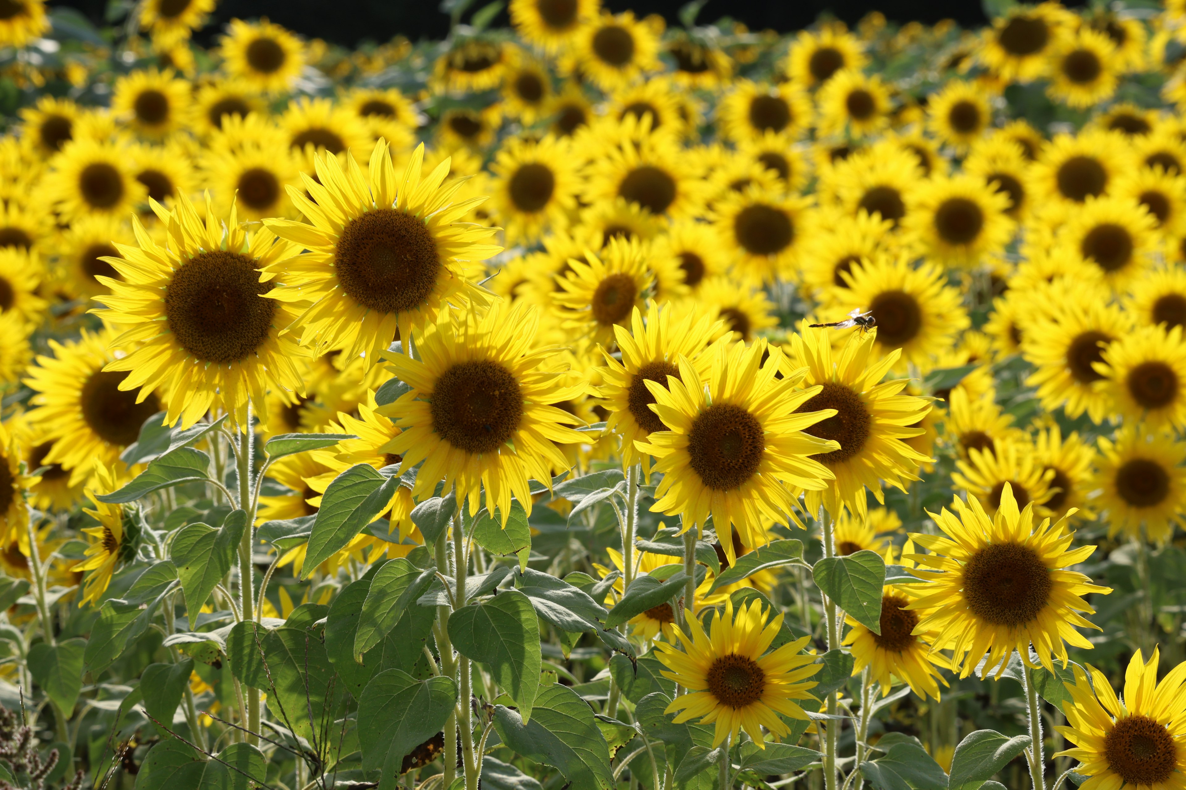 Campo di girasoli vibrante con fiori gialli brillanti