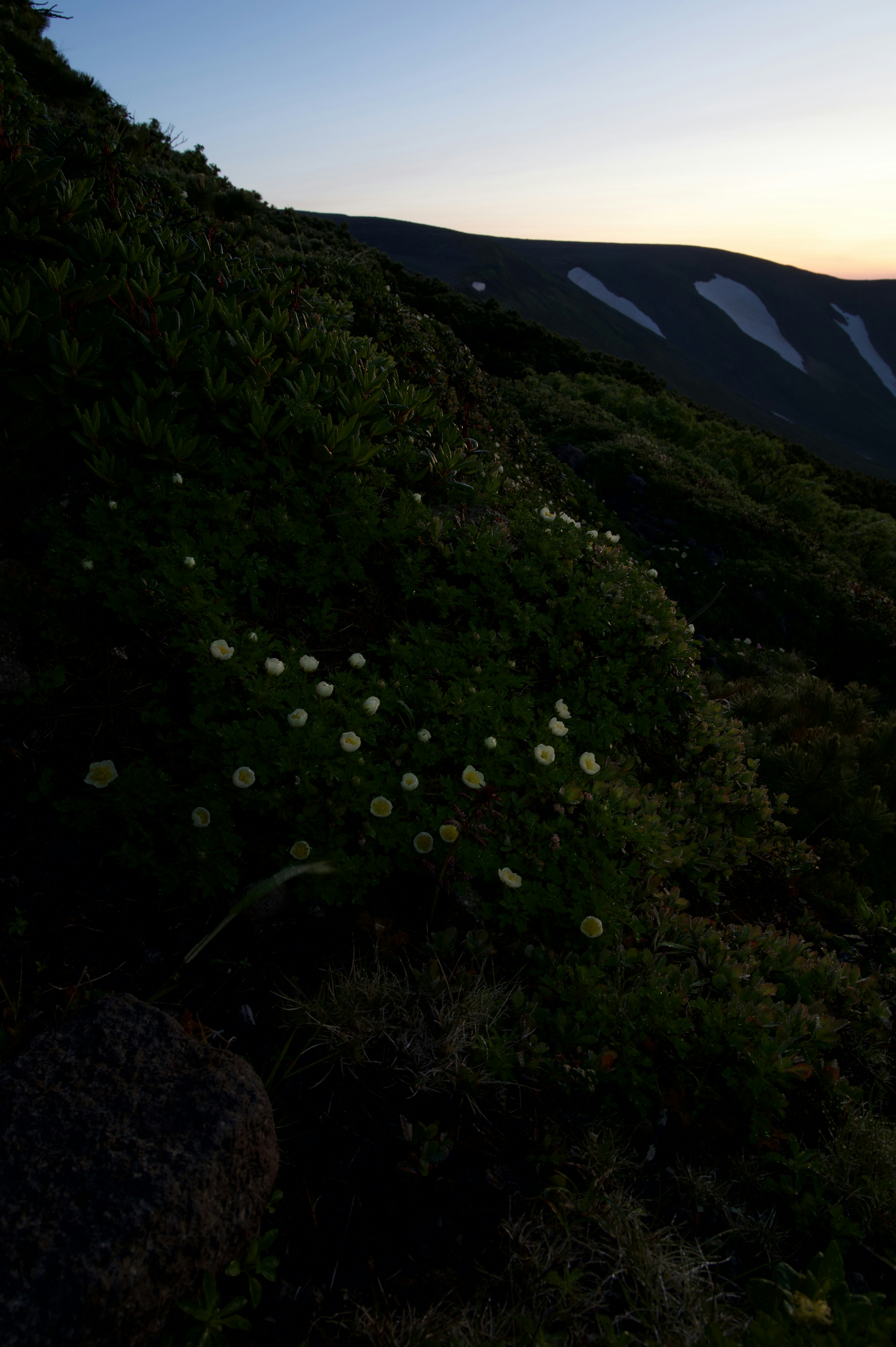 夕暮れ時の山の斜面に咲く白い花と緑の草