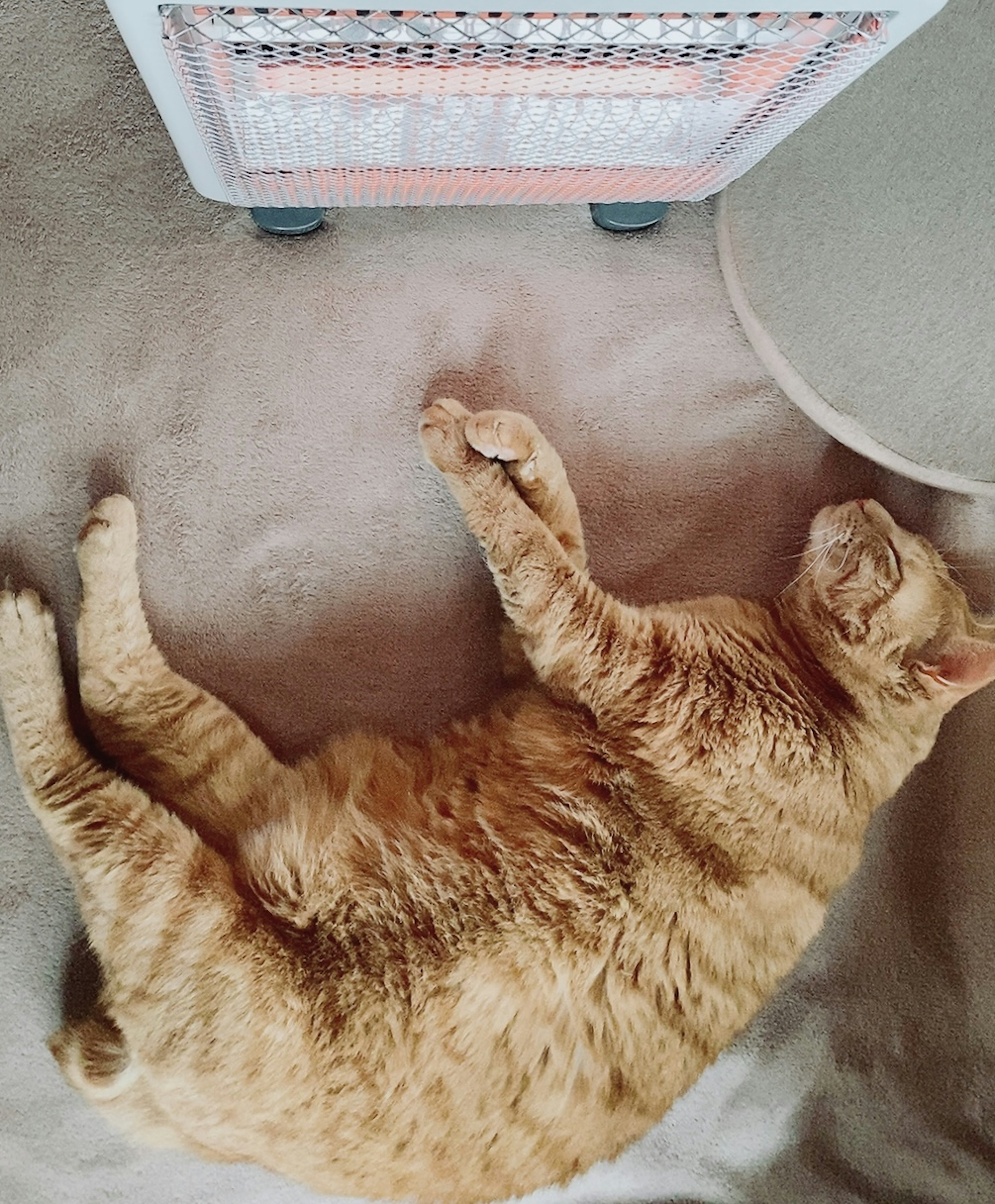 Sleeping orange cat next to a heater