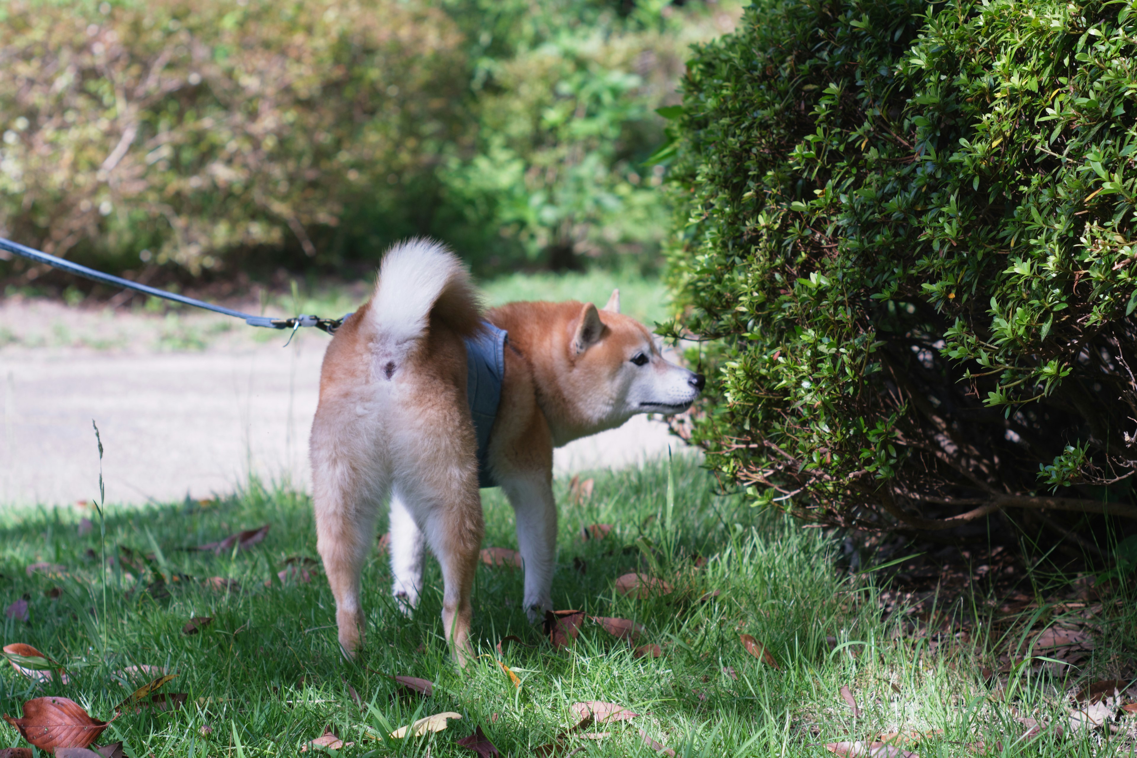 Shiba Inu che annusa un cespuglio in un'area erbosa