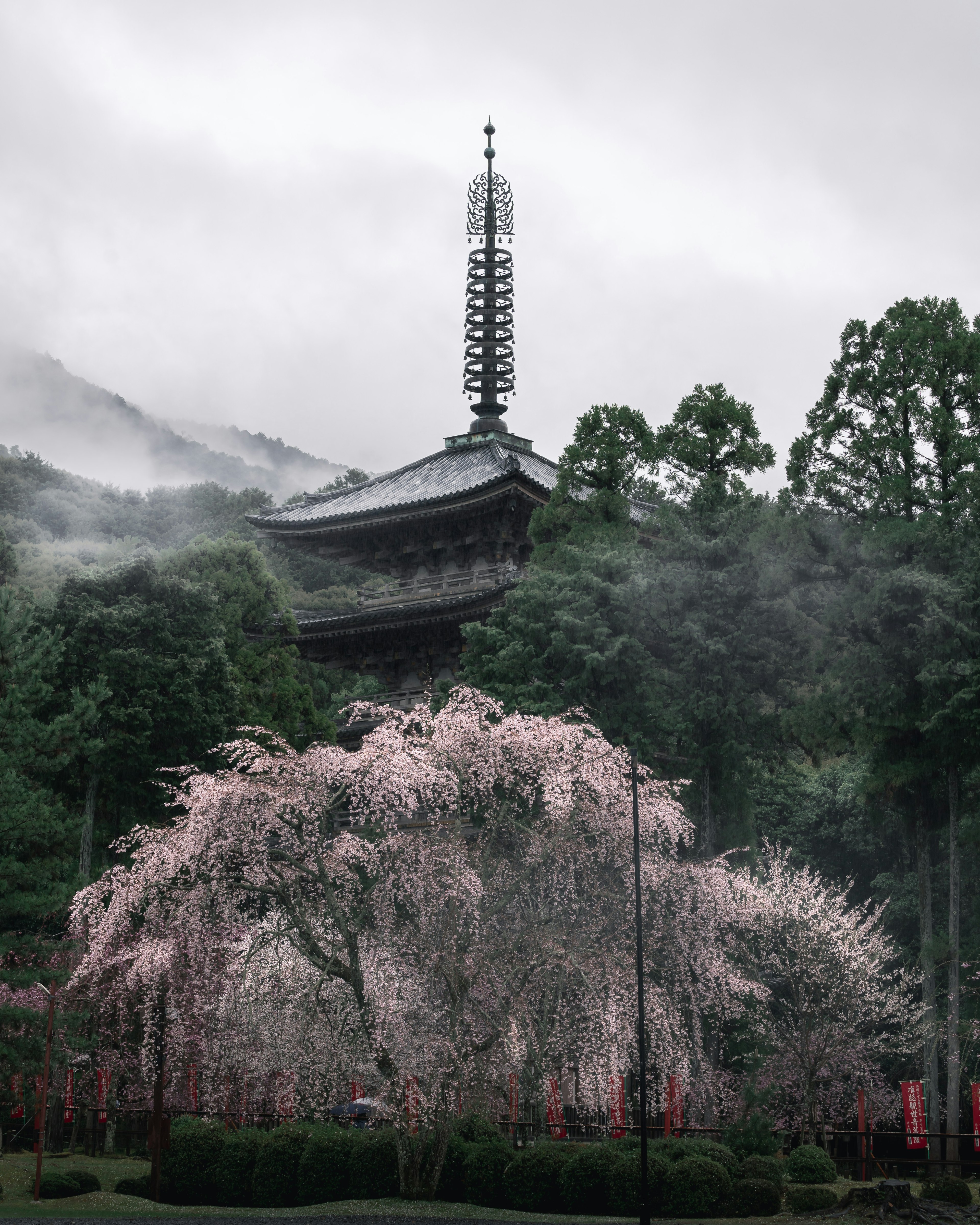 Kirschbaum im Nebel mit traditionellem japanischen Tempel