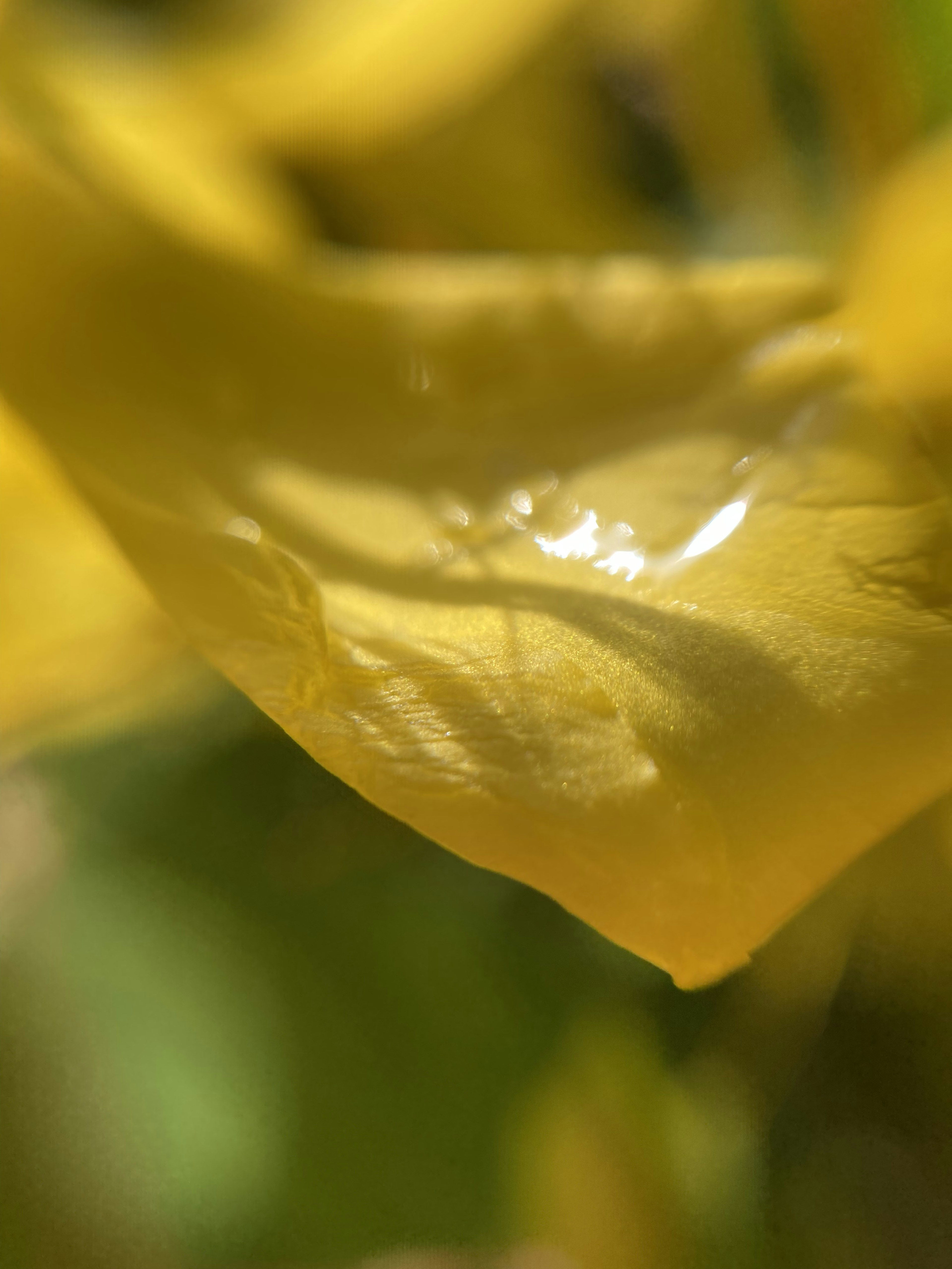 Primo piano di un petalo giallo con una goccia d'acqua brillante