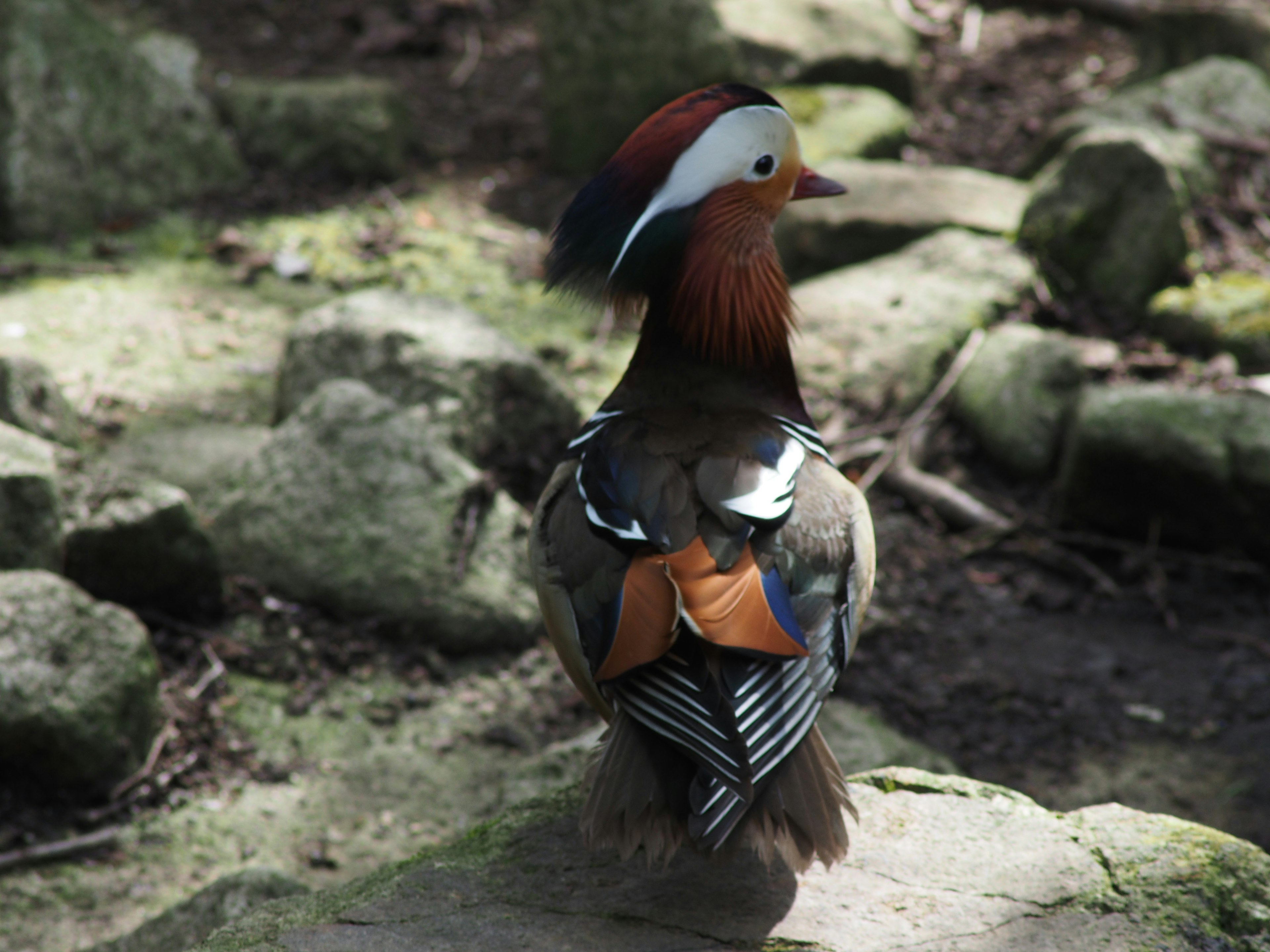 A mandarin duck with vibrant feathers facing away