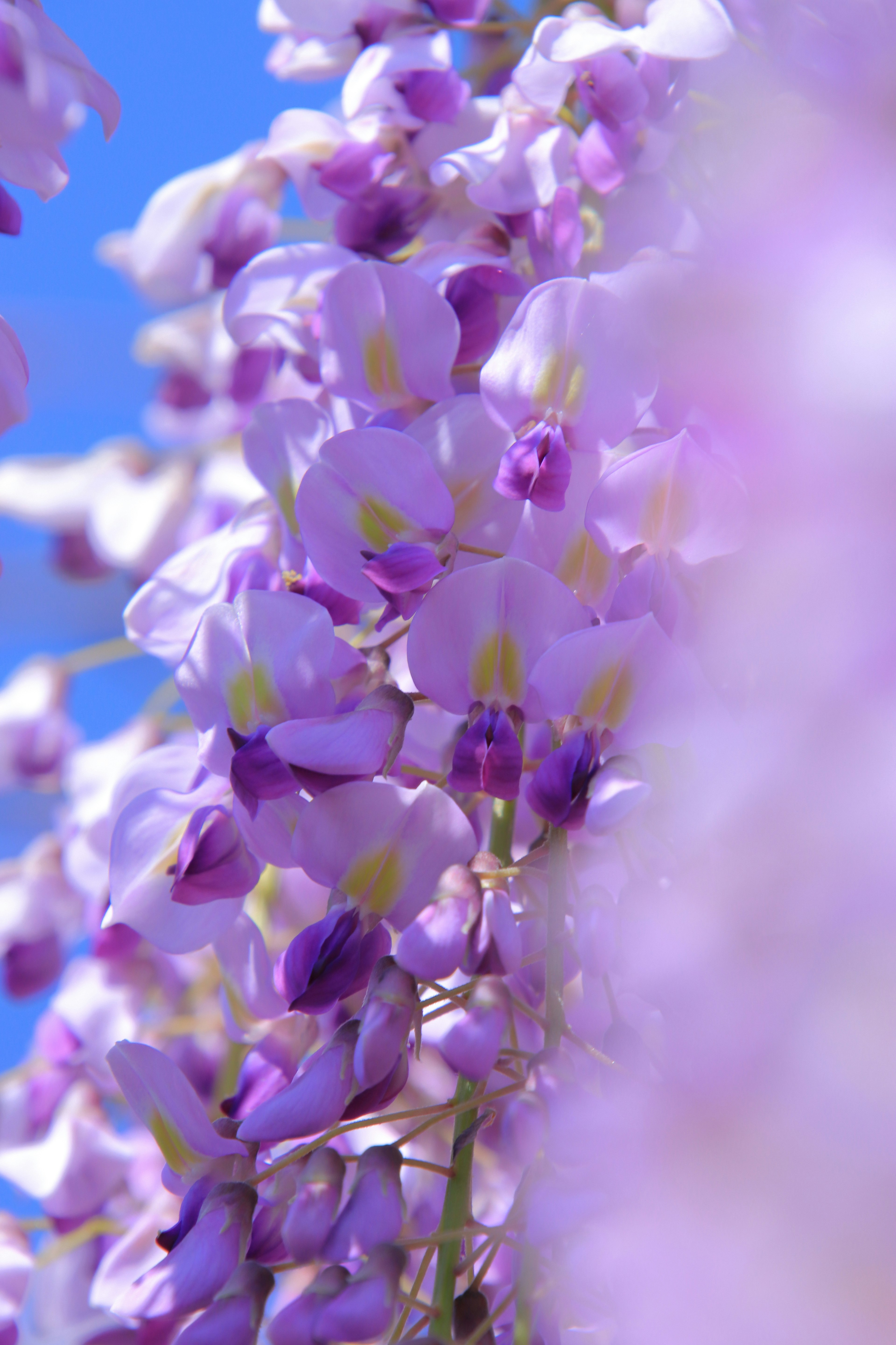 Gros plan de fleurs violettes avec un fond de ciel bleu clair