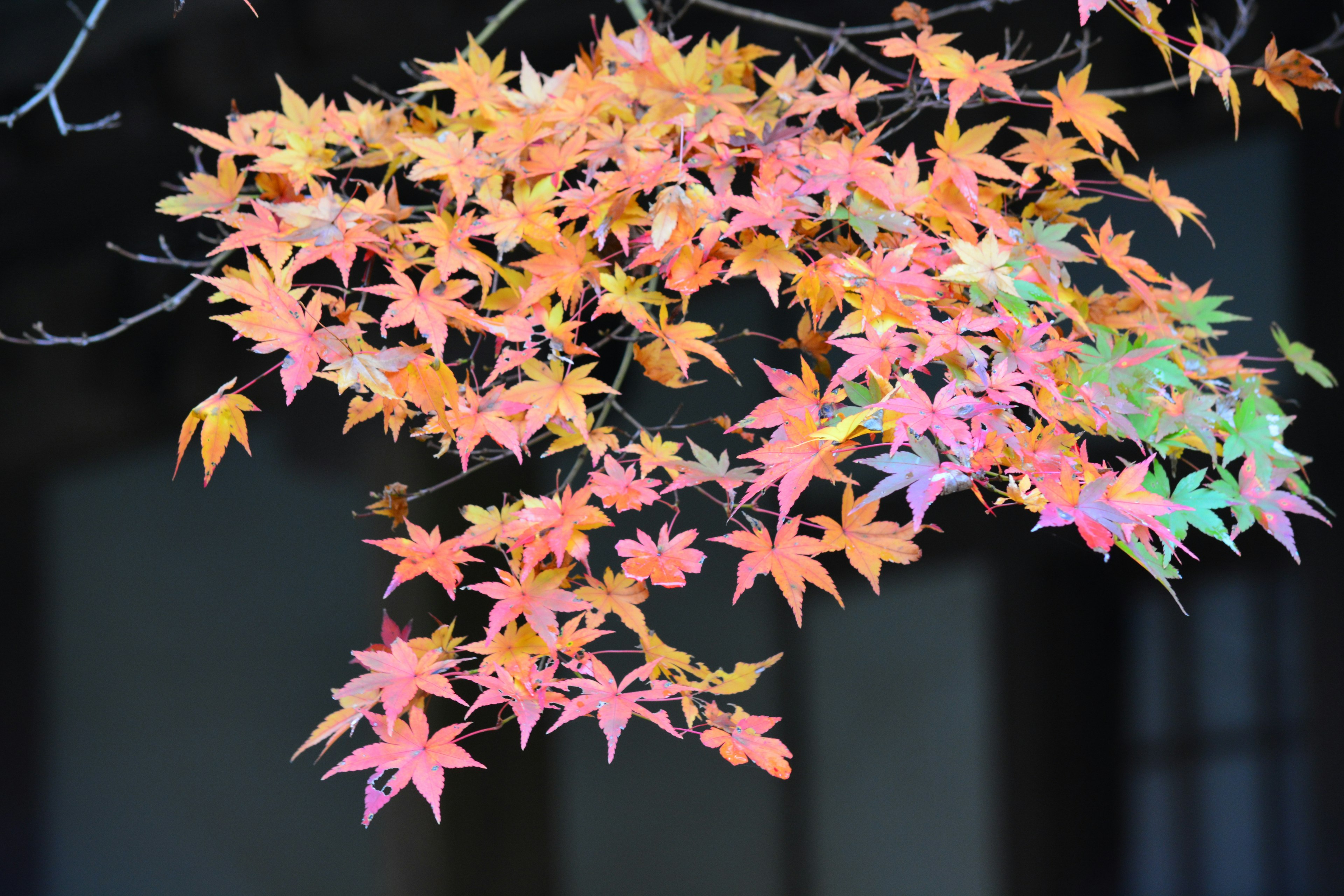 Colorful autumn leaves clustered on a branch