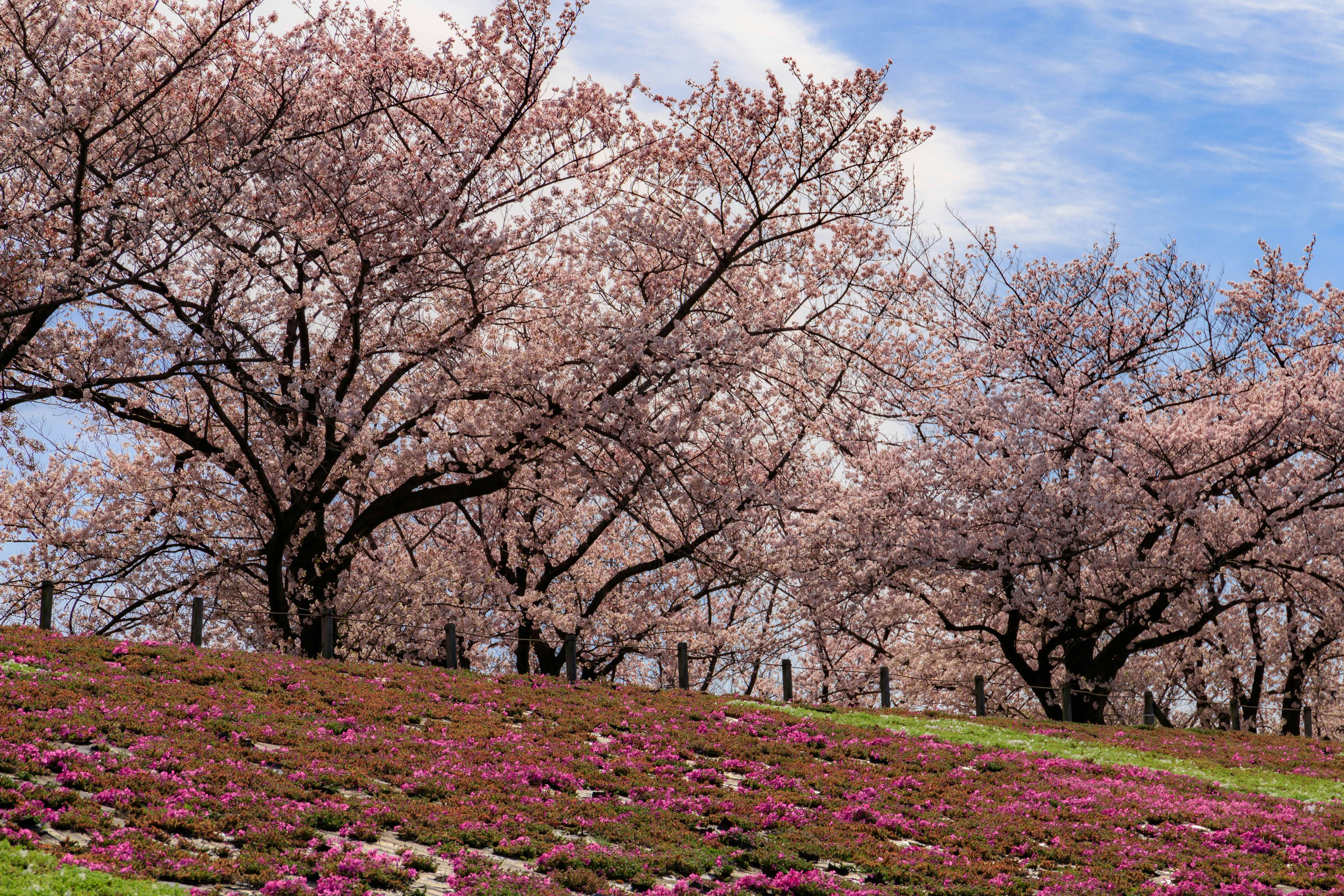 Alberi di ciliegio con fiori vivaci in un paesaggio scenico